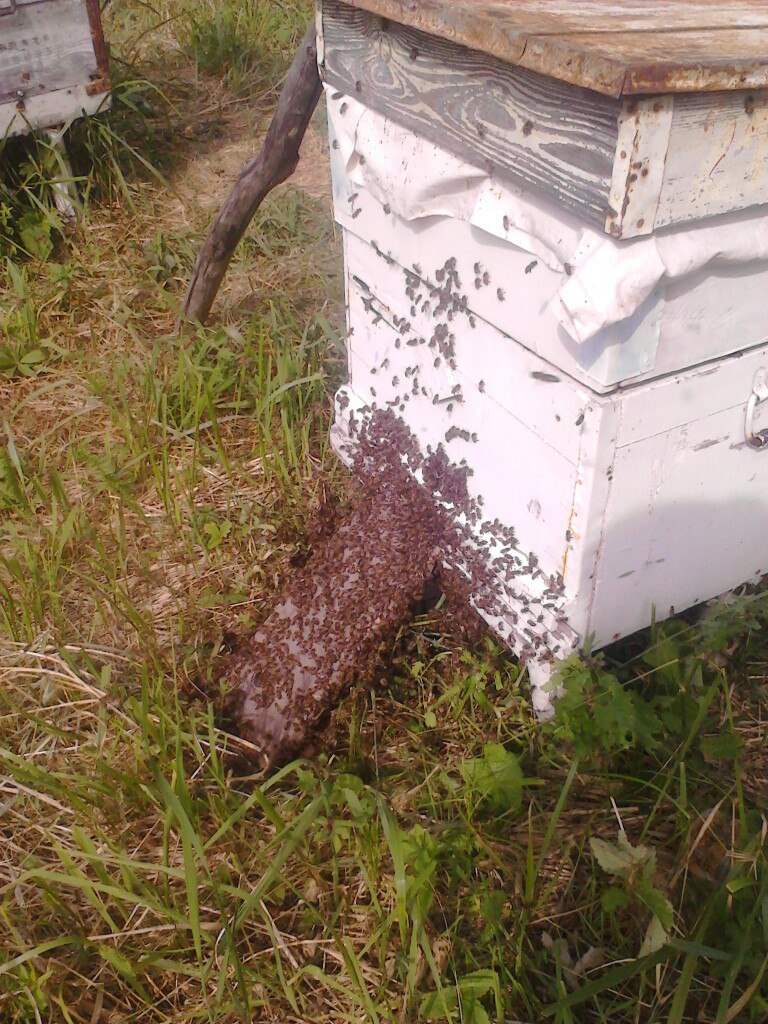 Loss of the queen bee during swarming - My, Apiary, Nature, Insects, Longpost, Bees, Beekeeping