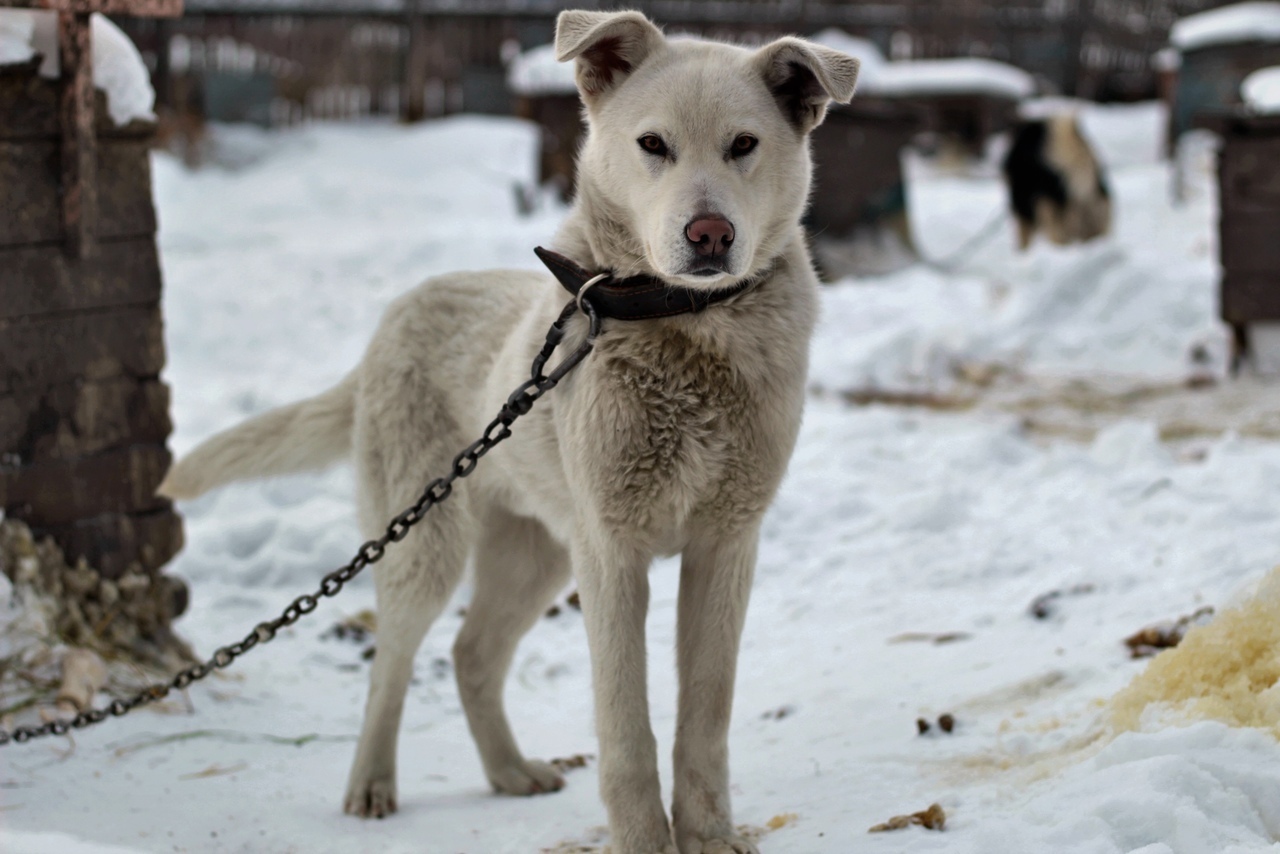 Give options for nicknames - My, Barnaul, Animals, Dog, Blonde, In good hands, Longpost