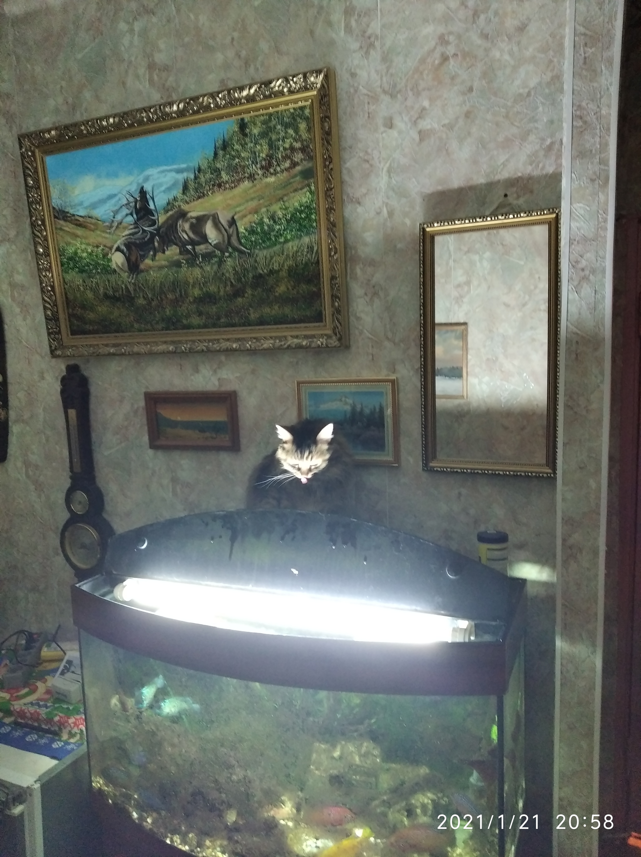 There has never been a cat lamp like this before! - cat, Milota, Aquarium, Pets