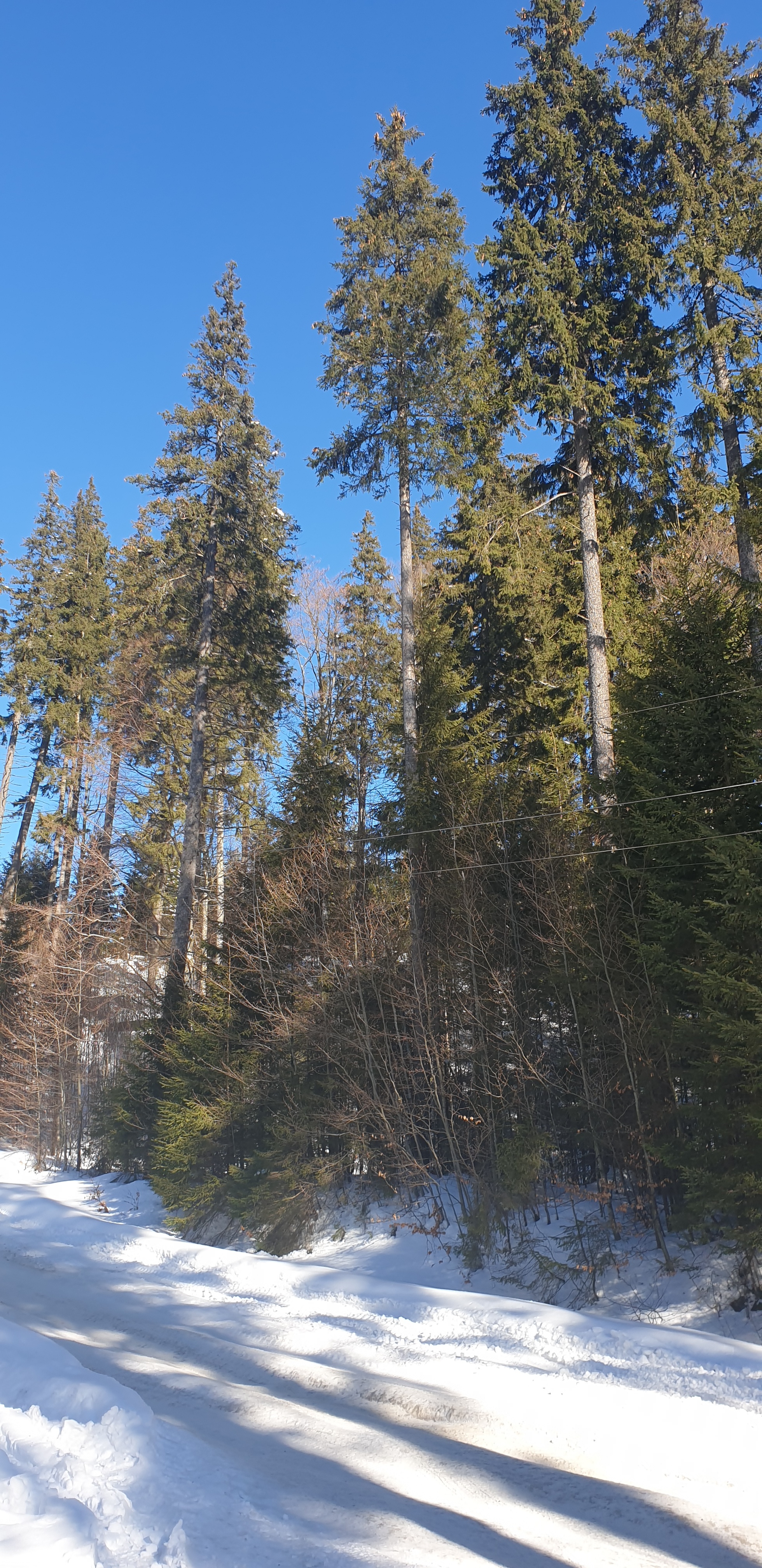 Journey to the fairy tale of the Carpathians - Carpathians, Longpost, The photo, The mountains, Winter