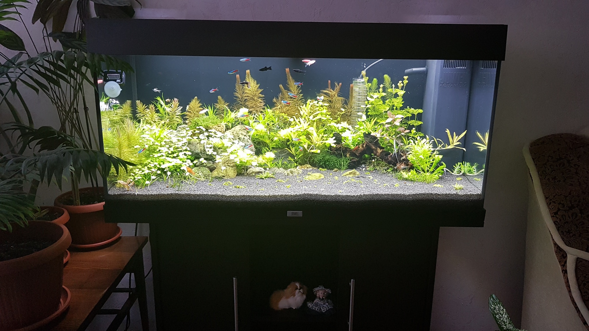 The story of my aquarium - My, Aquarium, Hobby, A fish, Video, Longpost