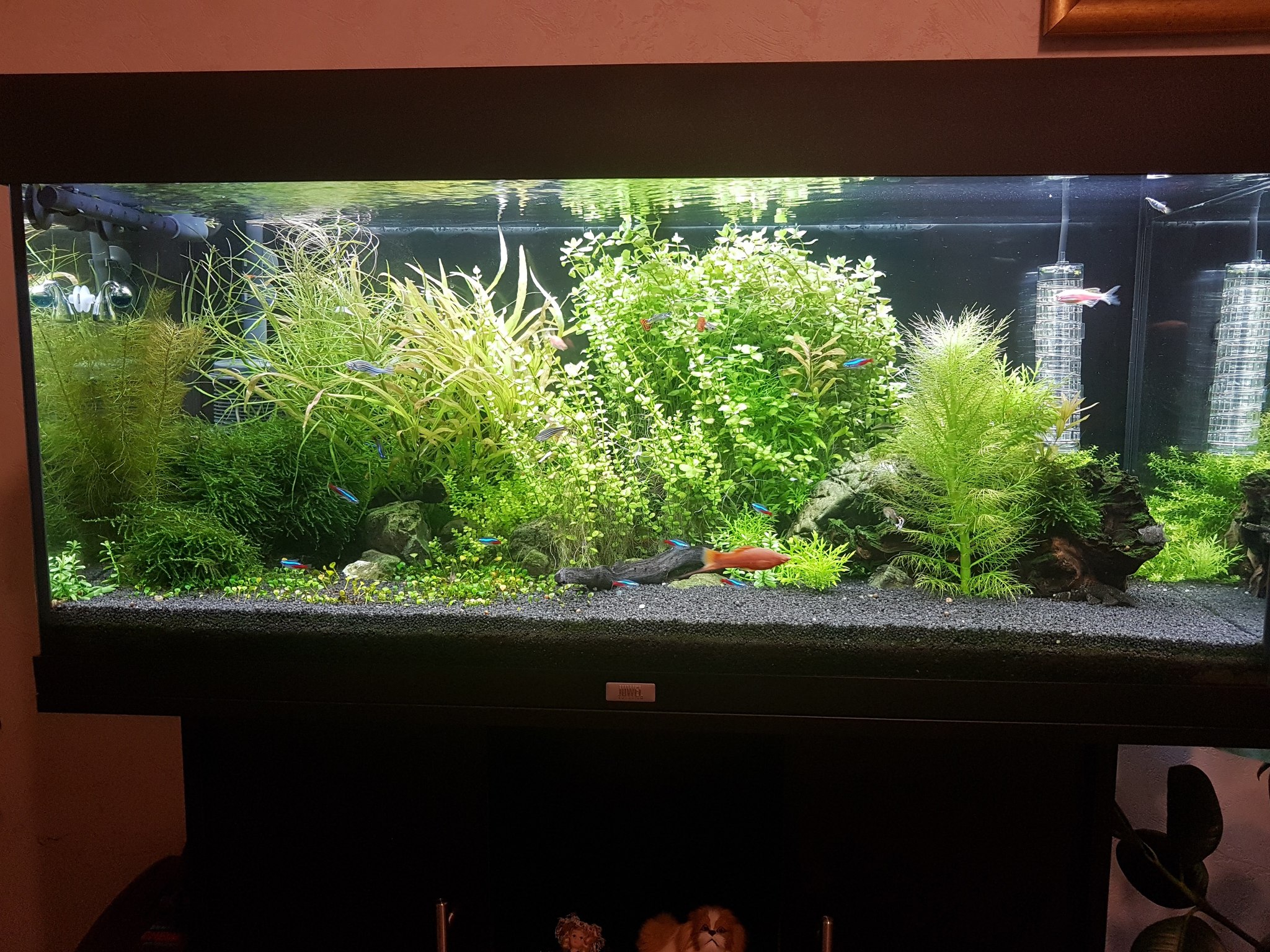 The story of my aquarium - My, Aquarium, Hobby, A fish, Video, Longpost