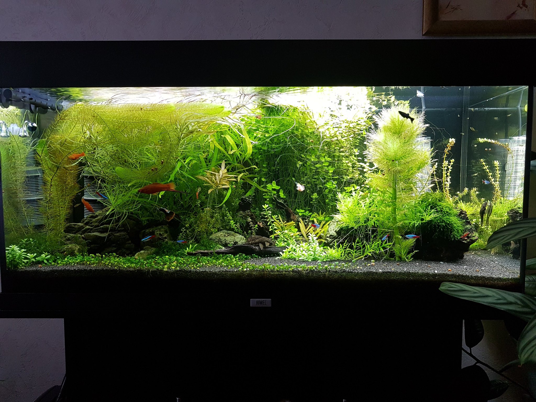 The story of my aquarium - My, Aquarium, Hobby, A fish, Video, Longpost