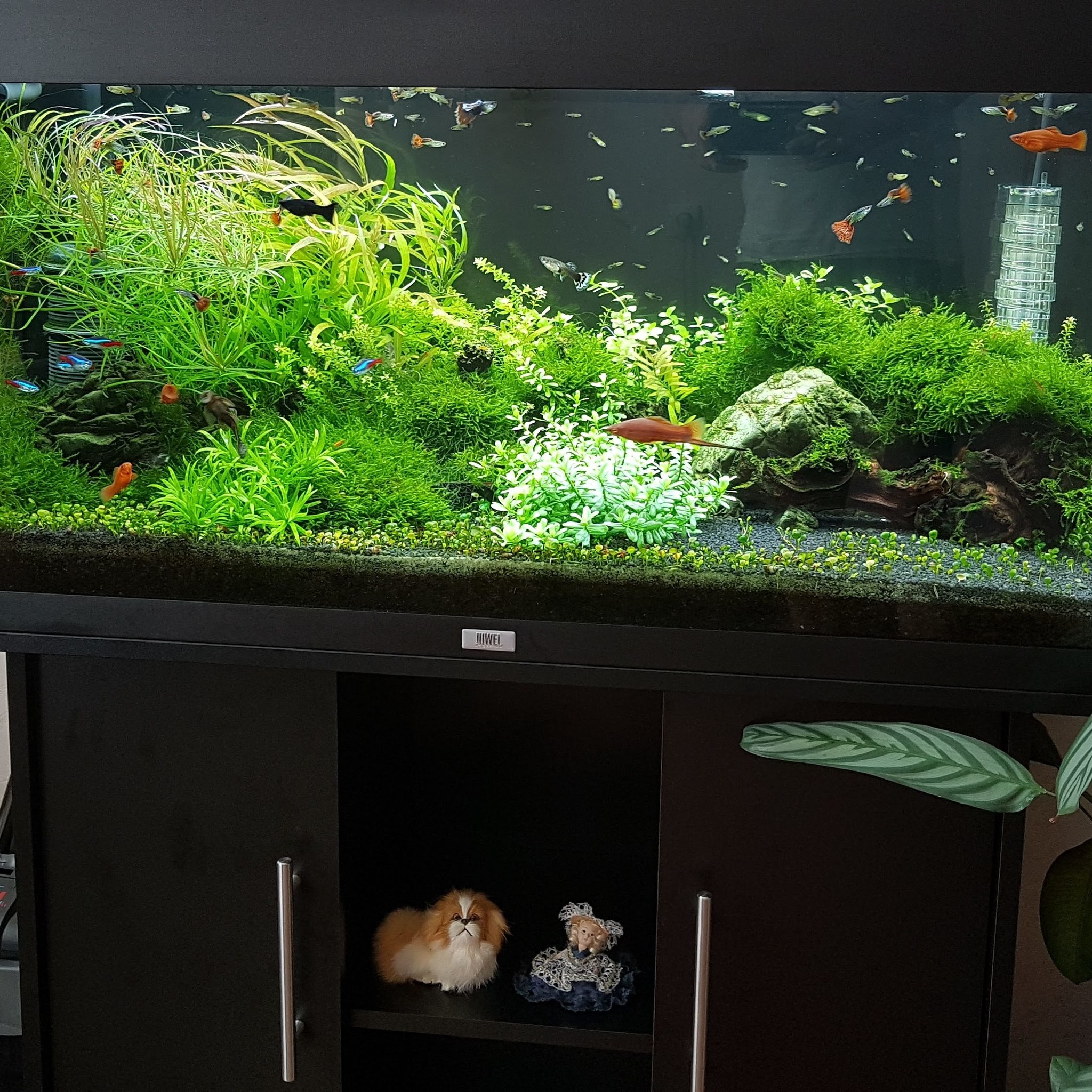 The story of my aquarium - My, Aquarium, Hobby, A fish, Video, Longpost