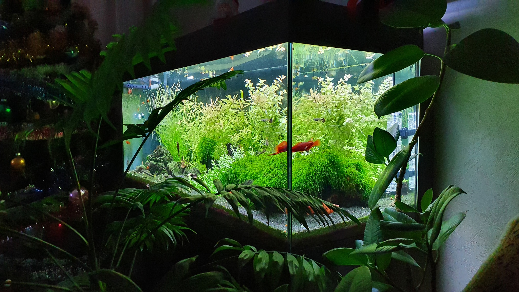 The story of my aquarium - My, Aquarium, Hobby, A fish, Video, Longpost