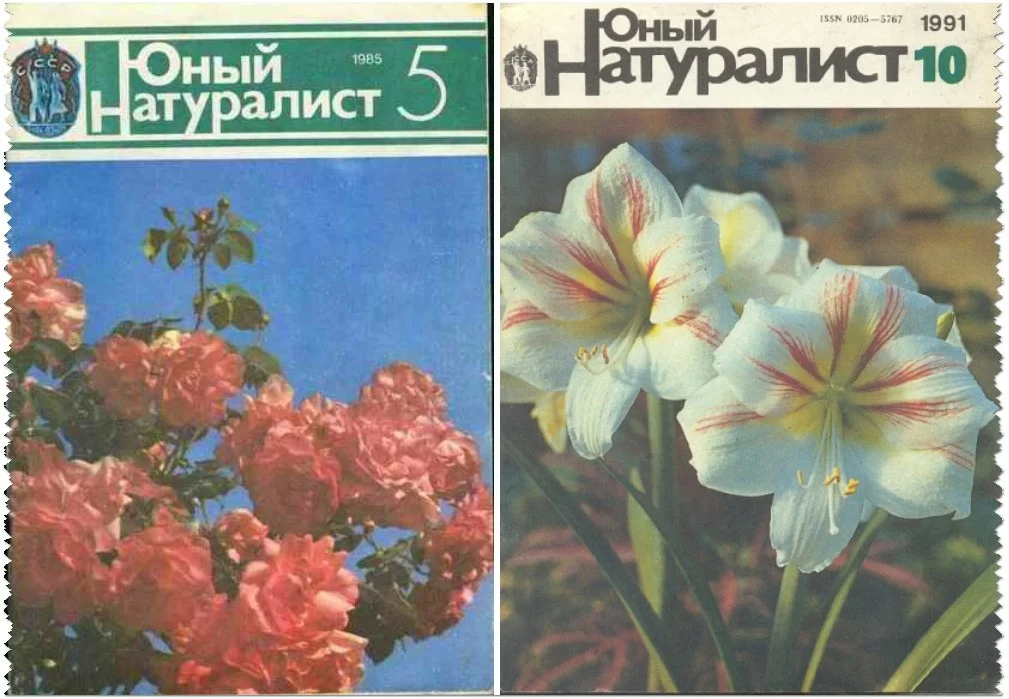 Which of the magazines from our childhood will not survive 2021? - the USSR, Childhood, Nostalgia, Yandex Zen, Longpost, Magazine