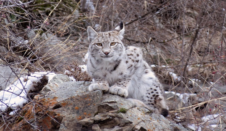 Forest beauty - Lynx, Small cats, Milota, Fluffy