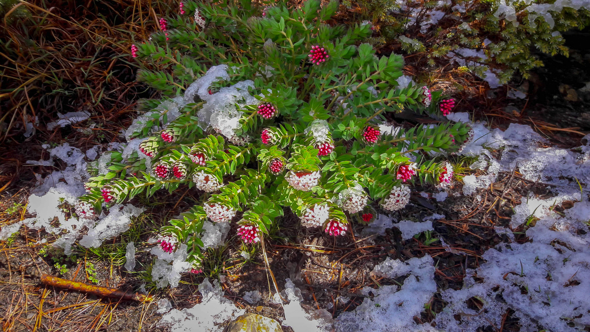 Nepal. Trek around Annapurna. Part 4. Near Manang - My, Nepal, Mountain tourism, Tourism, Hike, Travels, Mobile photography, Longpost