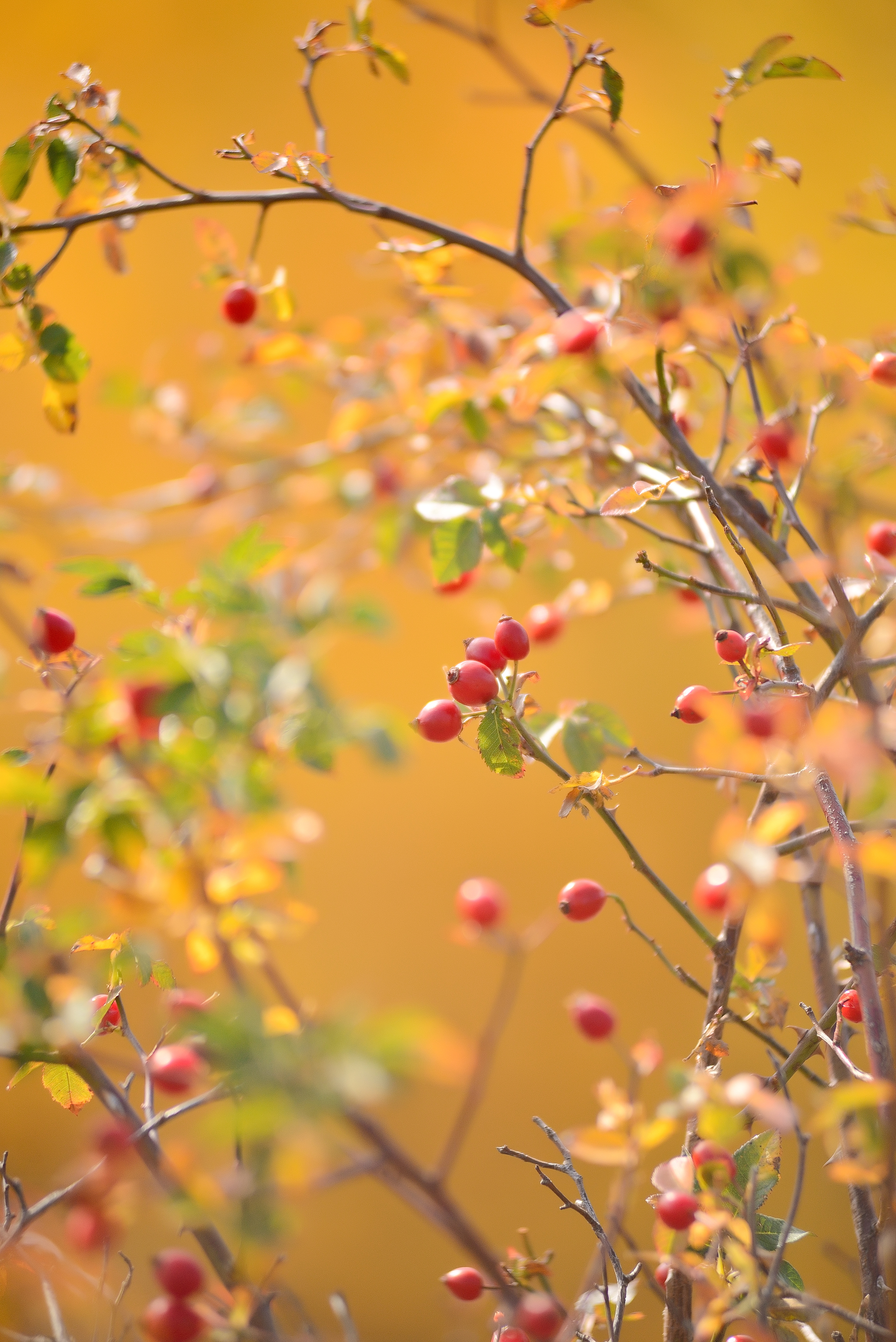 Remnants of last autumn... - My, Autumn, Akhmat, Rose hip, Nikon d600, Longpost