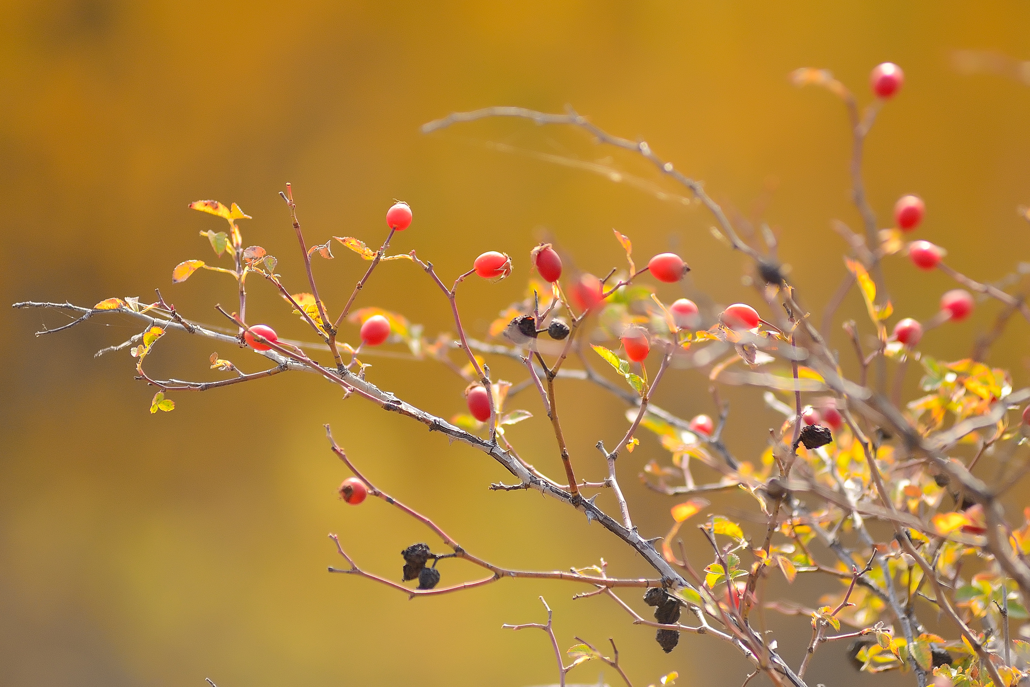 Remnants of last autumn... - My, Autumn, Akhmat, Rose hip, Nikon d600, Longpost