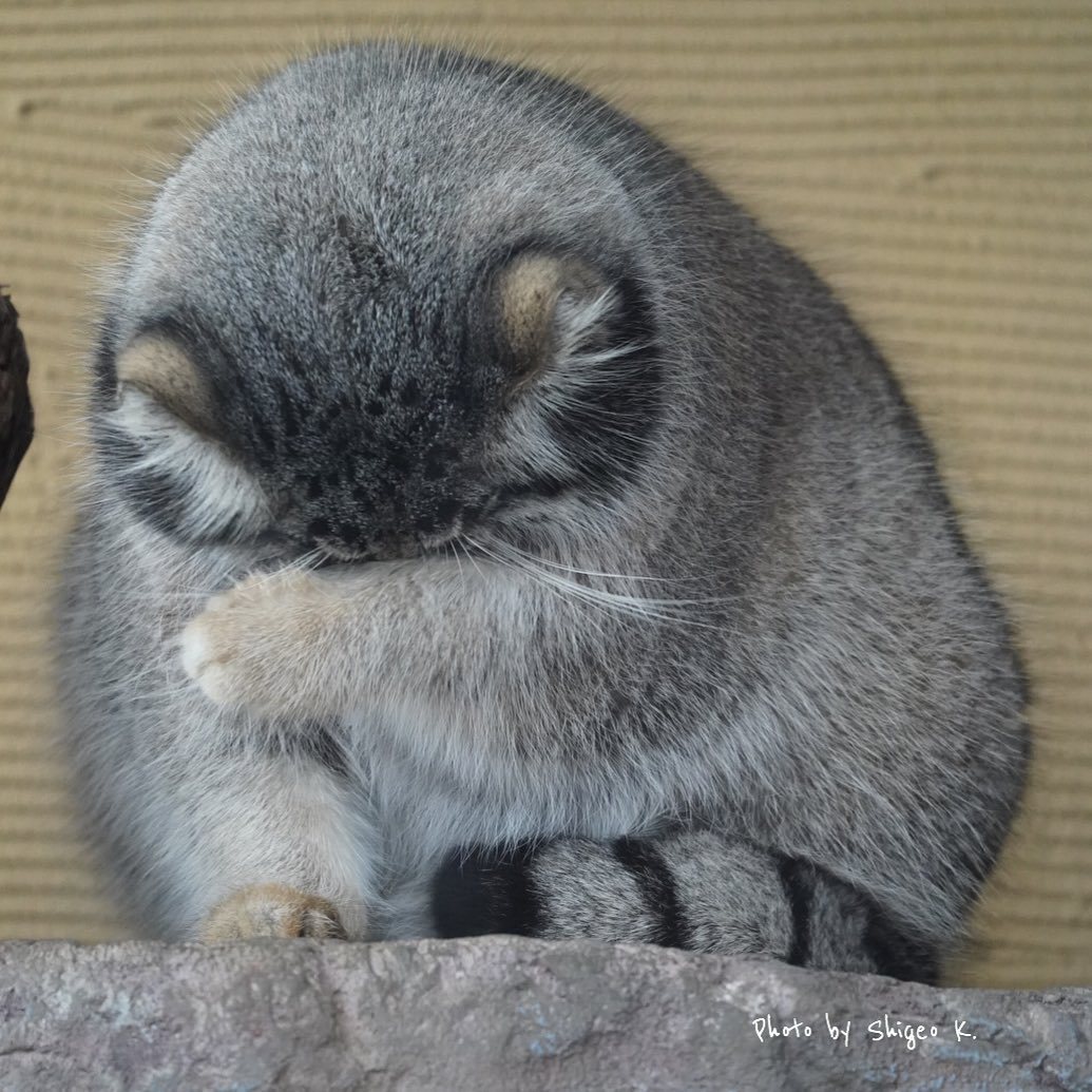 Shy Pallas' cat - Pallas' cat, Wild animals, Small cats