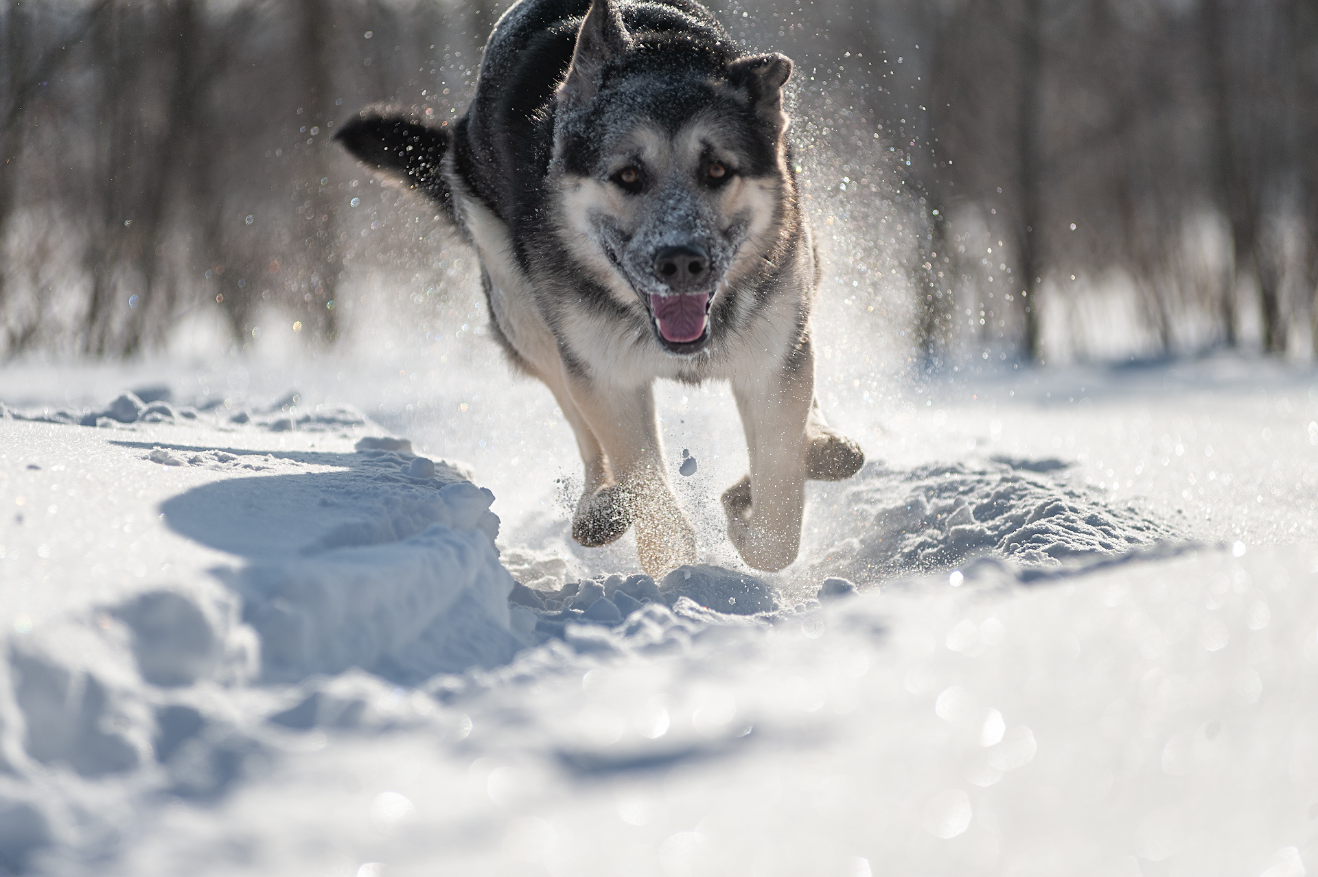 Frost and sun, a wonderful day! - My, East European Shepherd, The photo, Dog, Forest, Winter, Snow, Longpost