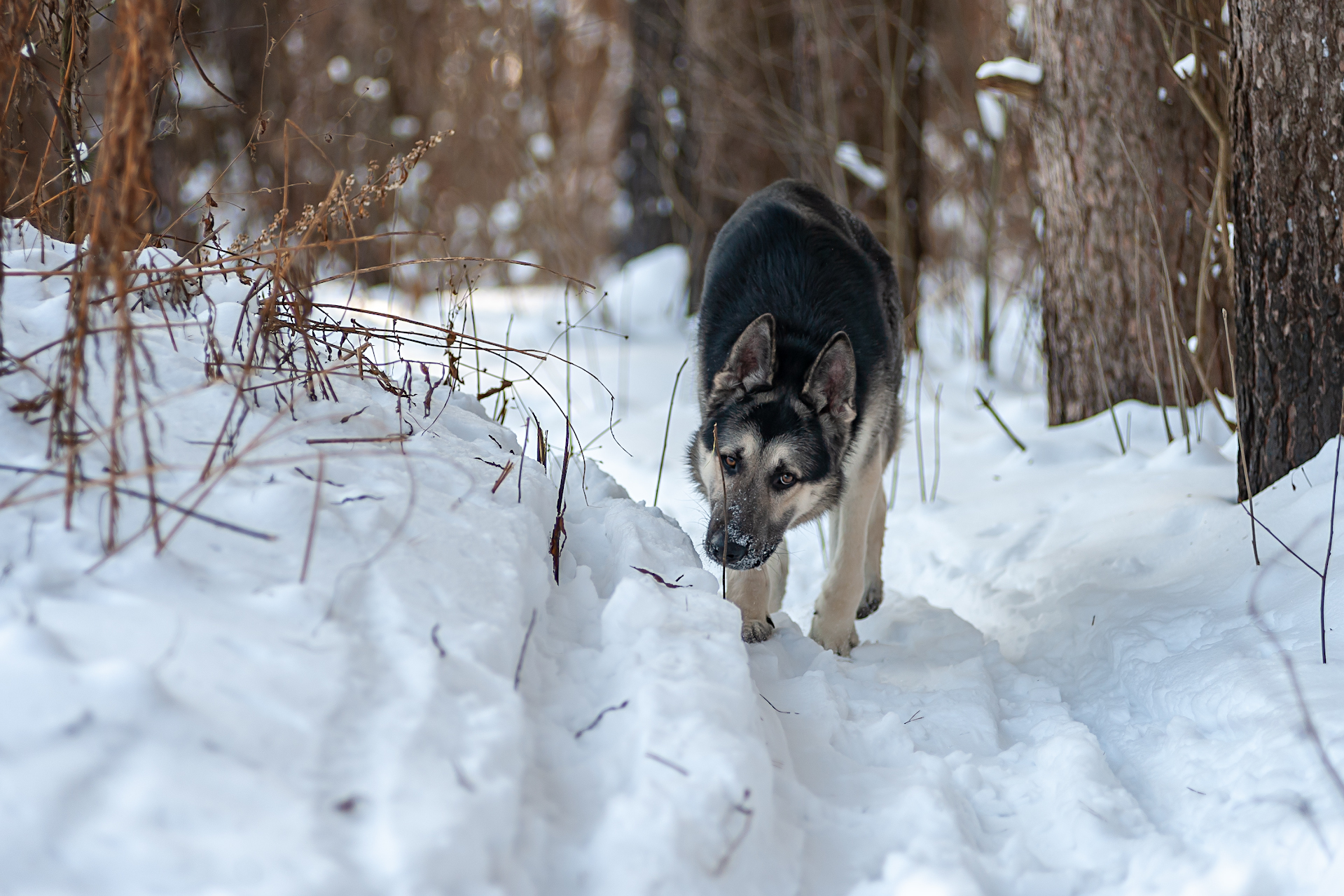 Frost and sun, a wonderful day! - My, East European Shepherd, The photo, Dog, Forest, Winter, Snow, Longpost