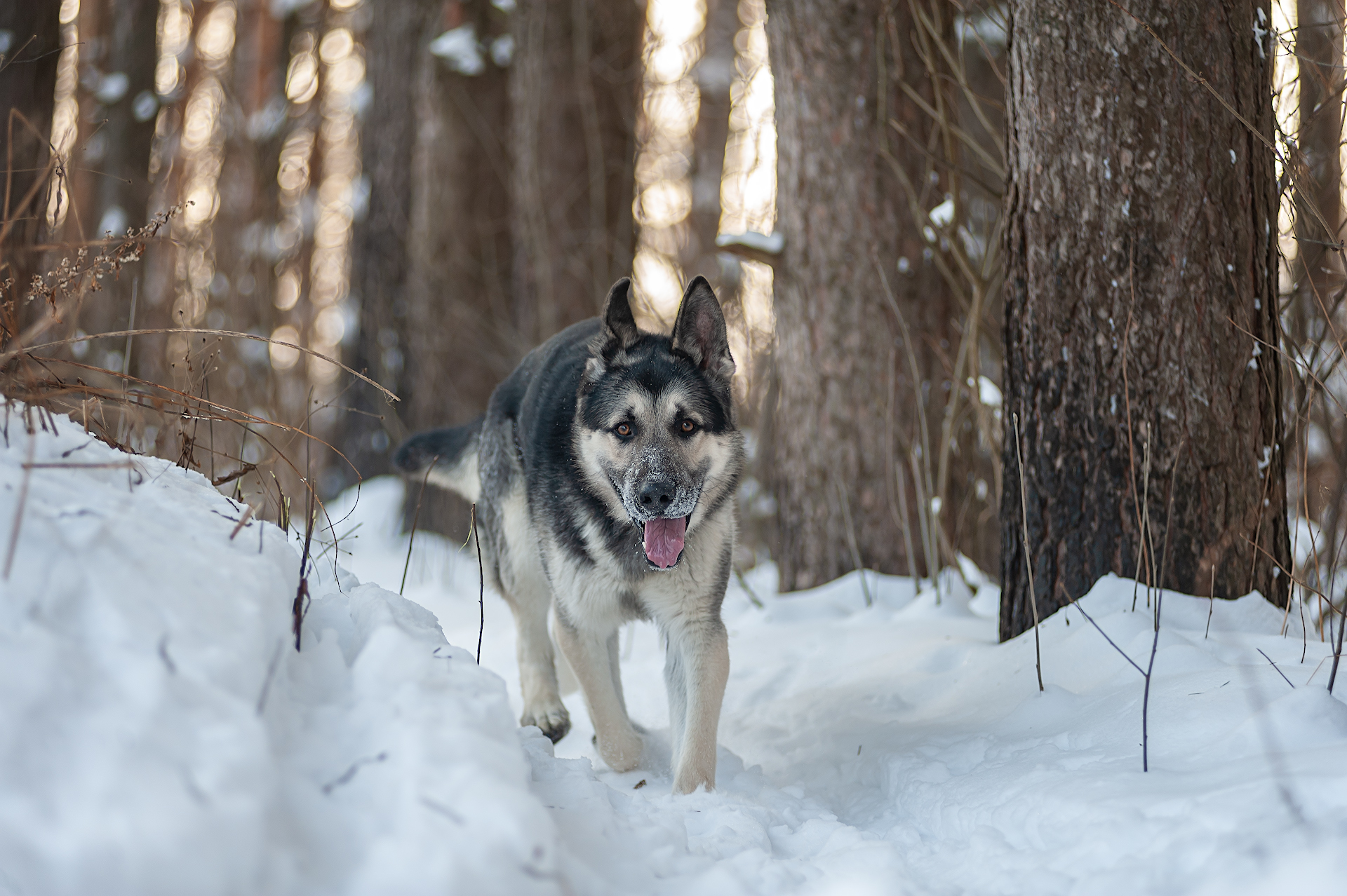 Frost and sun, a wonderful day! - My, East European Shepherd, The photo, Dog, Forest, Winter, Snow, Longpost