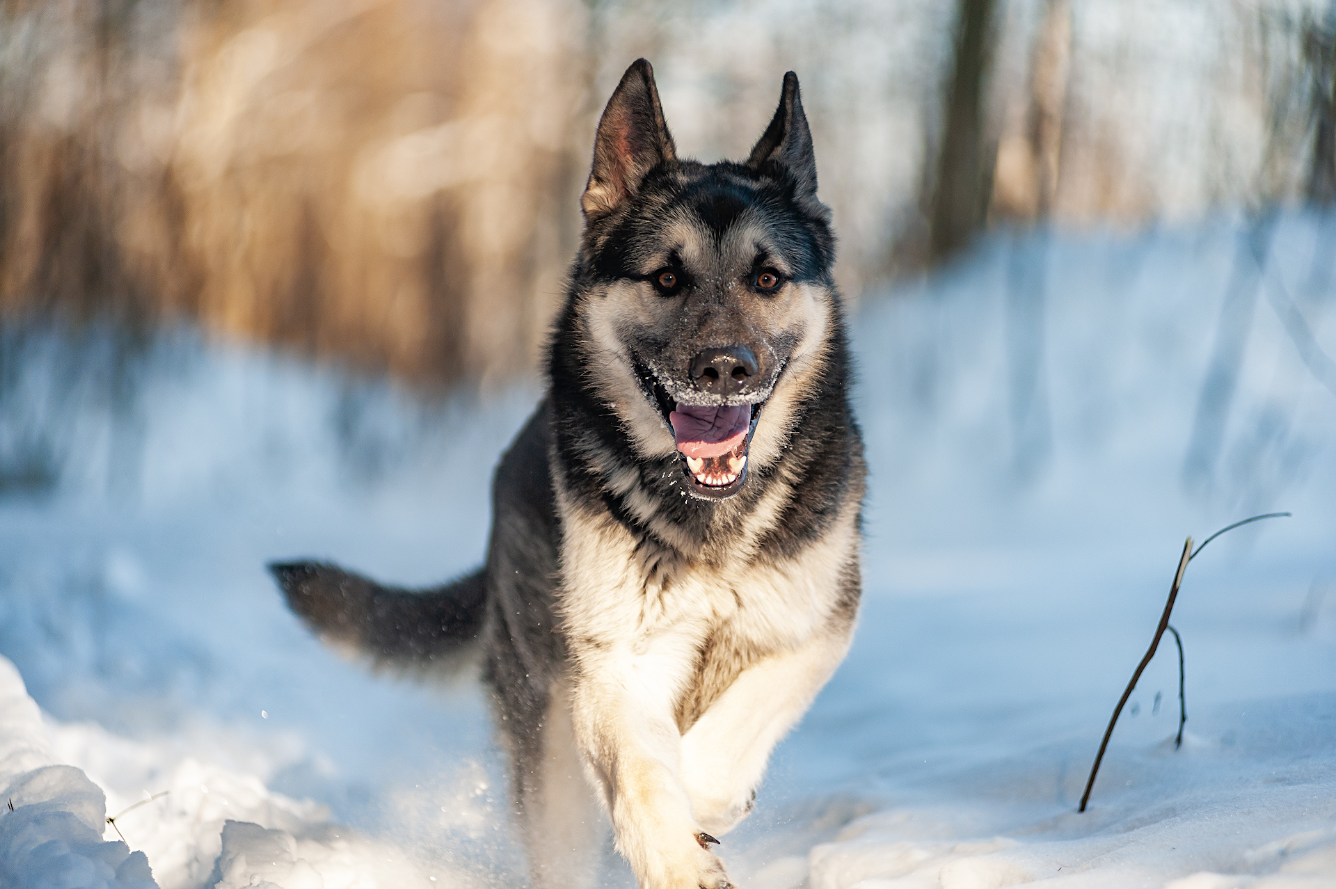 Frost and sun, a wonderful day! - My, East European Shepherd, The photo, Dog, Forest, Winter, Snow, Longpost