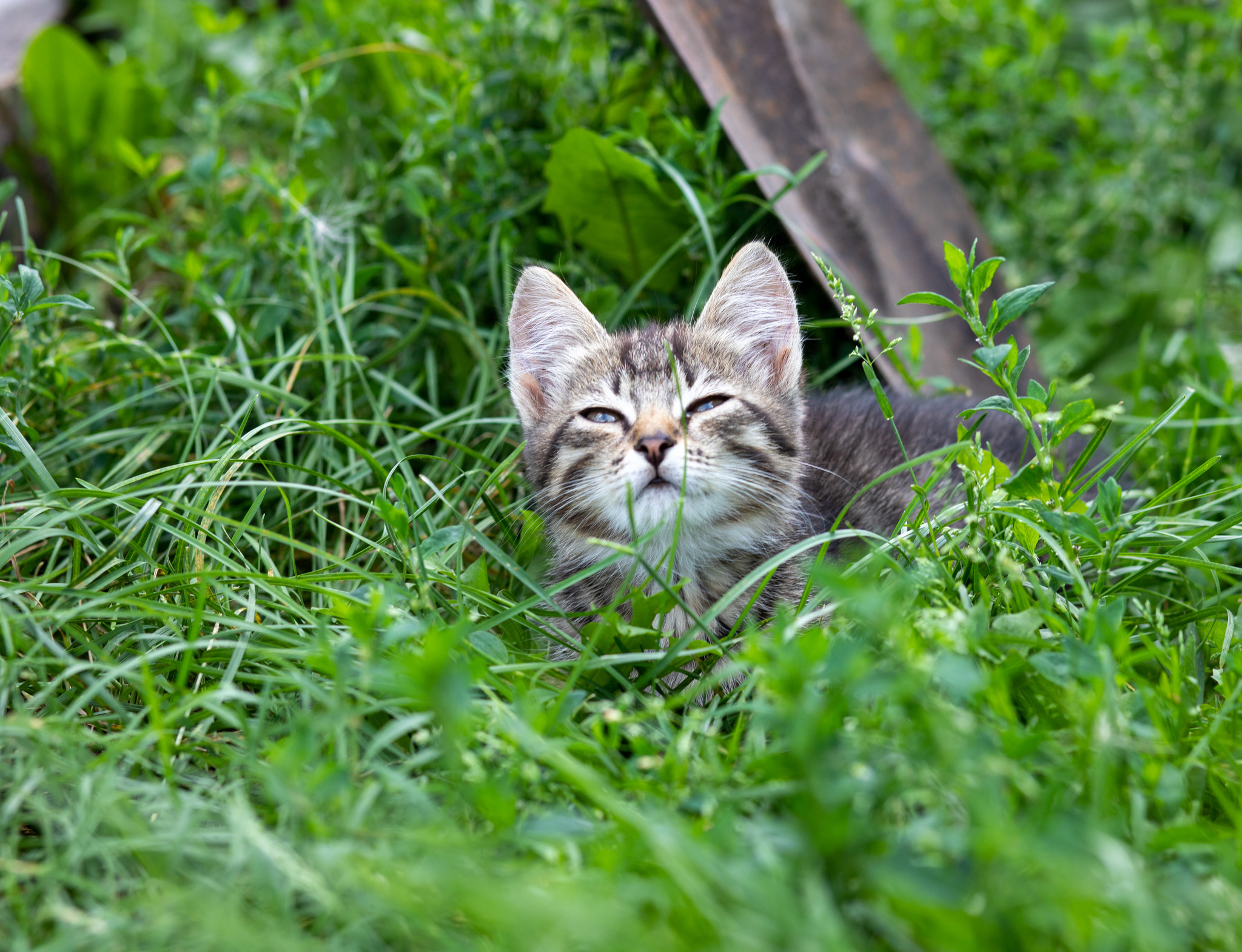 Любопытный котик - Моё, Кот, Трава, Фотография