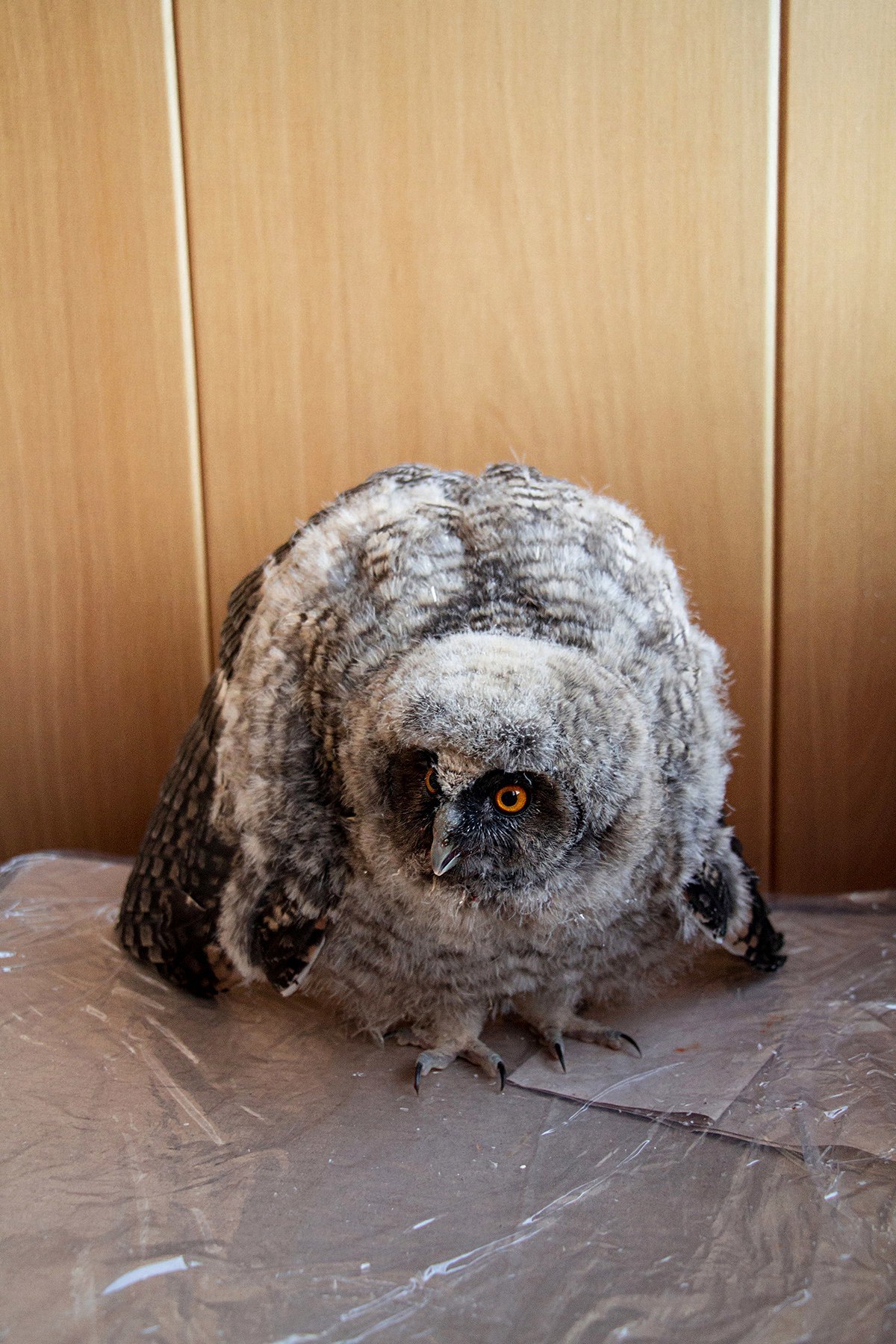 Little feathered foundling - My, Owl, Foundling, Feeding, Care, Longpost