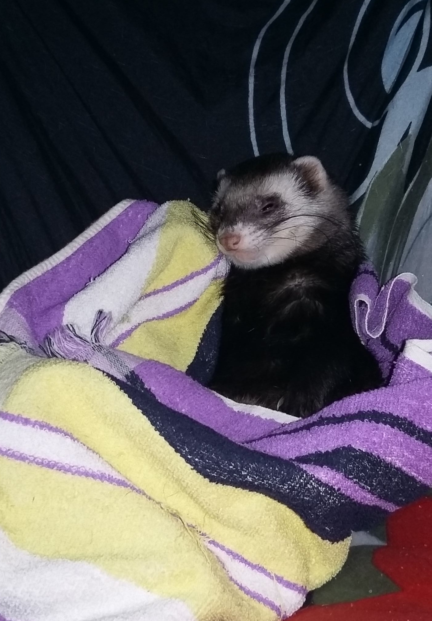 Khoryaka - smiley - My, Ferret, Positive, Milota, Animals