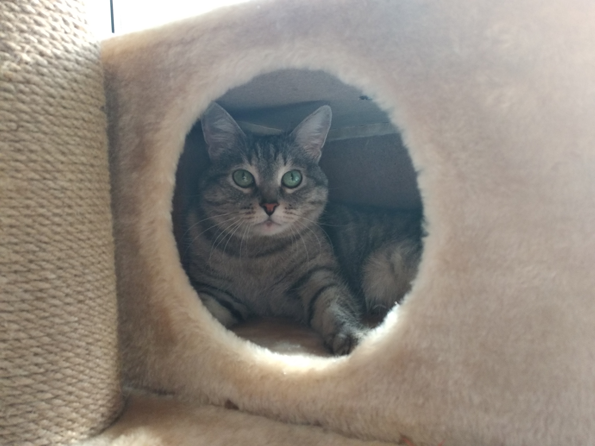 Kotodochka, or how we adopted a cat from the shelter - My, Permian, cat, Pets, Love at first sight, Kindness, Animal shelter, Video, Longpost, Found a home