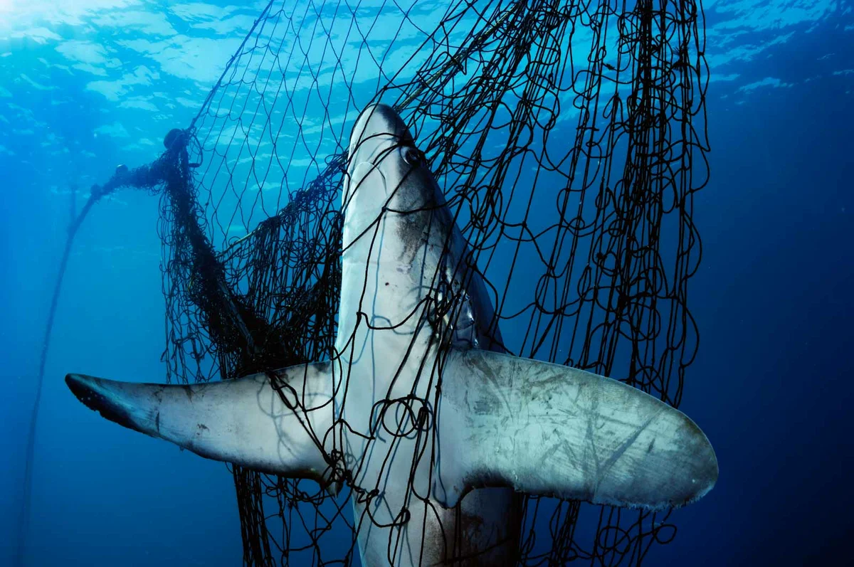 Ghost fishing - Fishing, Ocean, Sea, Networks, Yandex Zen, Negative, Animals, Longpost