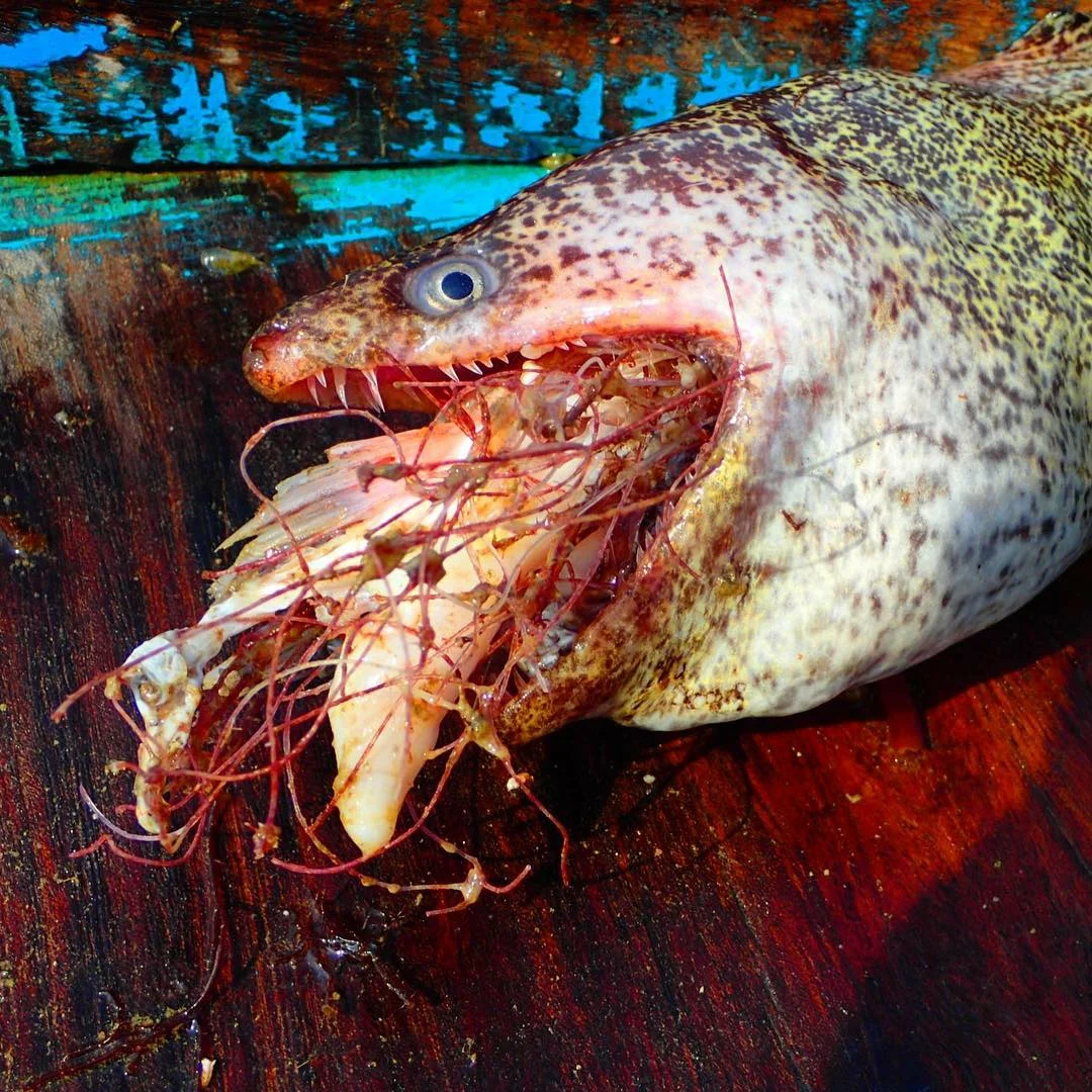 Ghost fishing - Fishing, Ocean, Sea, Networks, Yandex Zen, Negative, Animals, Longpost