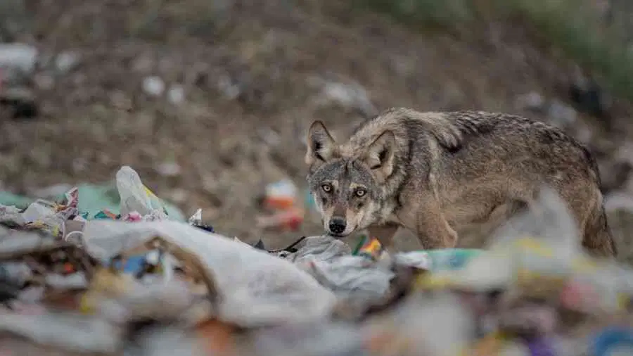 Shocking Photos: Indian Wildlife Dying in Waste - Ecology, Garbage, India, Animals, The photo, Environmental pollution, Longpost