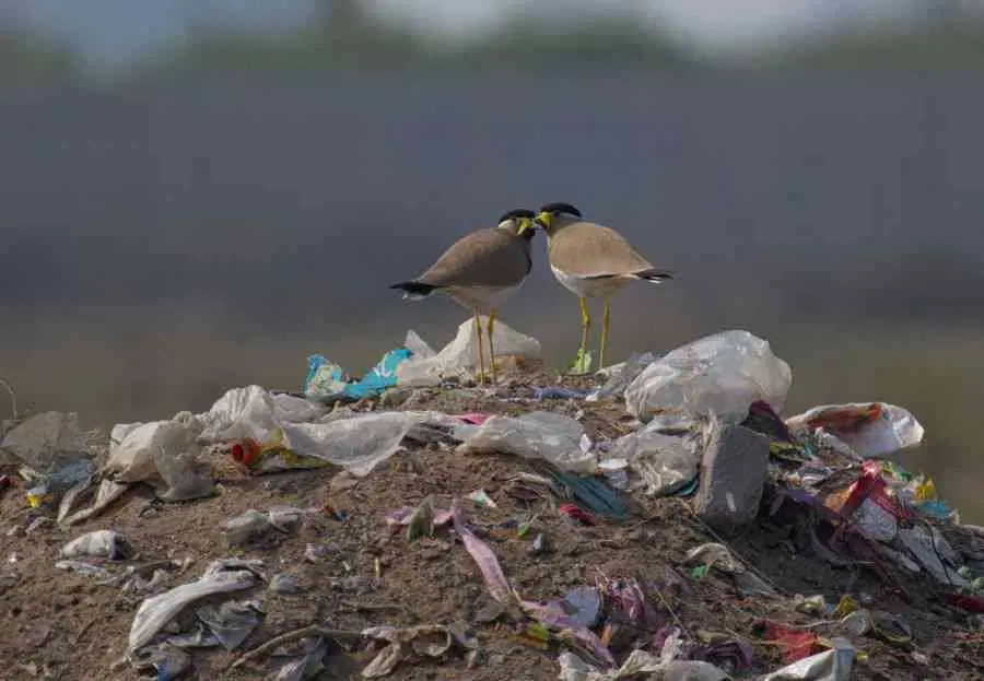 Shocking Photos: Indian Wildlife Dying in Waste - Ecology, Garbage, India, Animals, The photo, Environmental pollution, Longpost