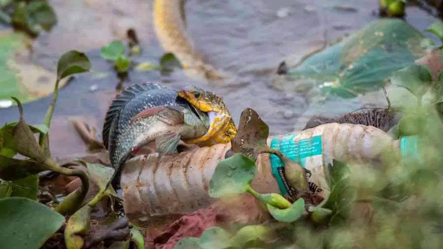 Shocking Photos: Indian Wildlife Dying in Waste - Ecology, Garbage, India, Animals, The photo, Environmental pollution, Longpost