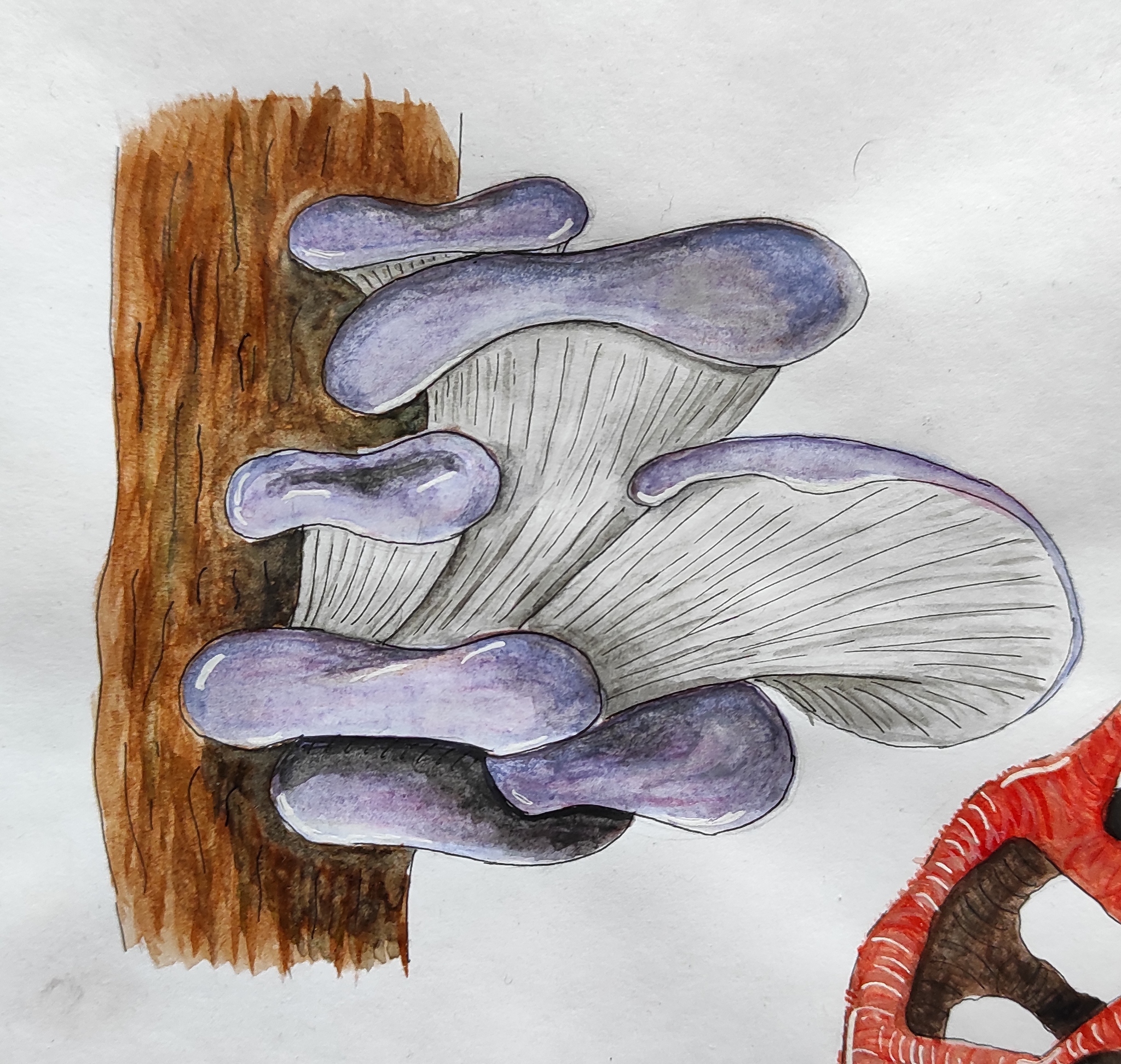 Mushrooms - My, Drawing, Watercolor, Learning to draw, Mushrooms, Longpost