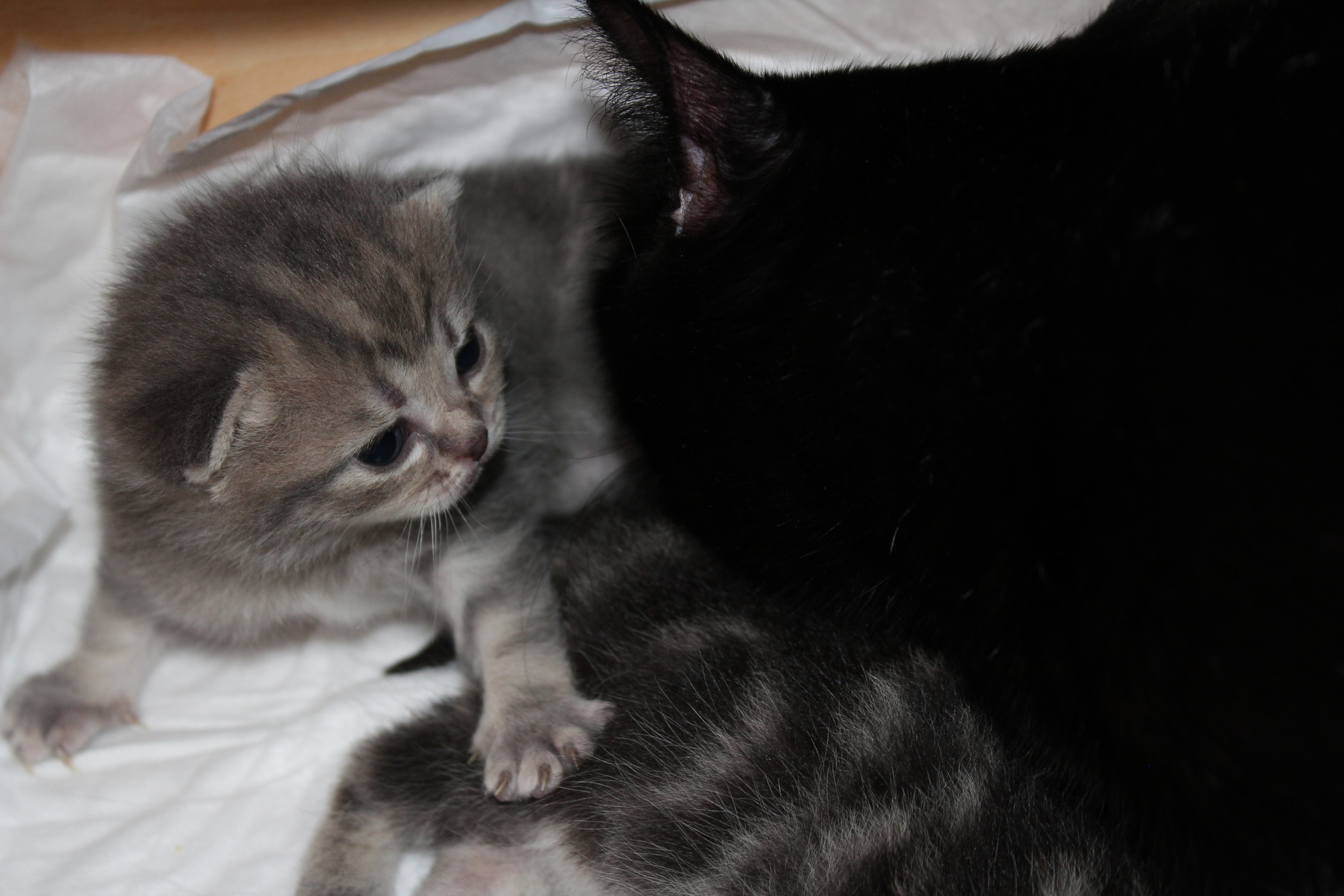 Scots munchkins - My, Kittens, cat, Munchkin, Scottish lop-eared, Longpost