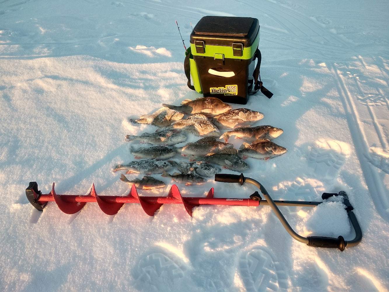 Giant perches on the balance beam in the middle of nowhere 2021 - My, Fishing, Winter fishing, Equalizer, Perch, Video, Longpost