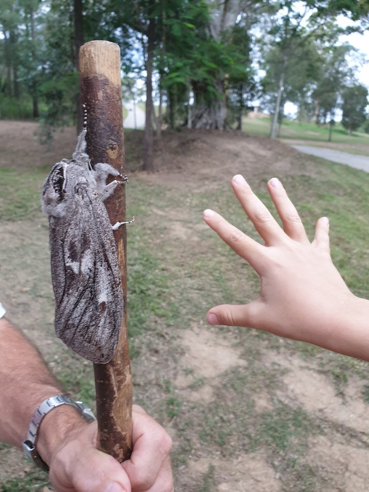 Giant moth found in Australia - Butterfly, Butterfly, Insects, Unusual, Big size, Australia, Brisbane, Rare view, Longpost
