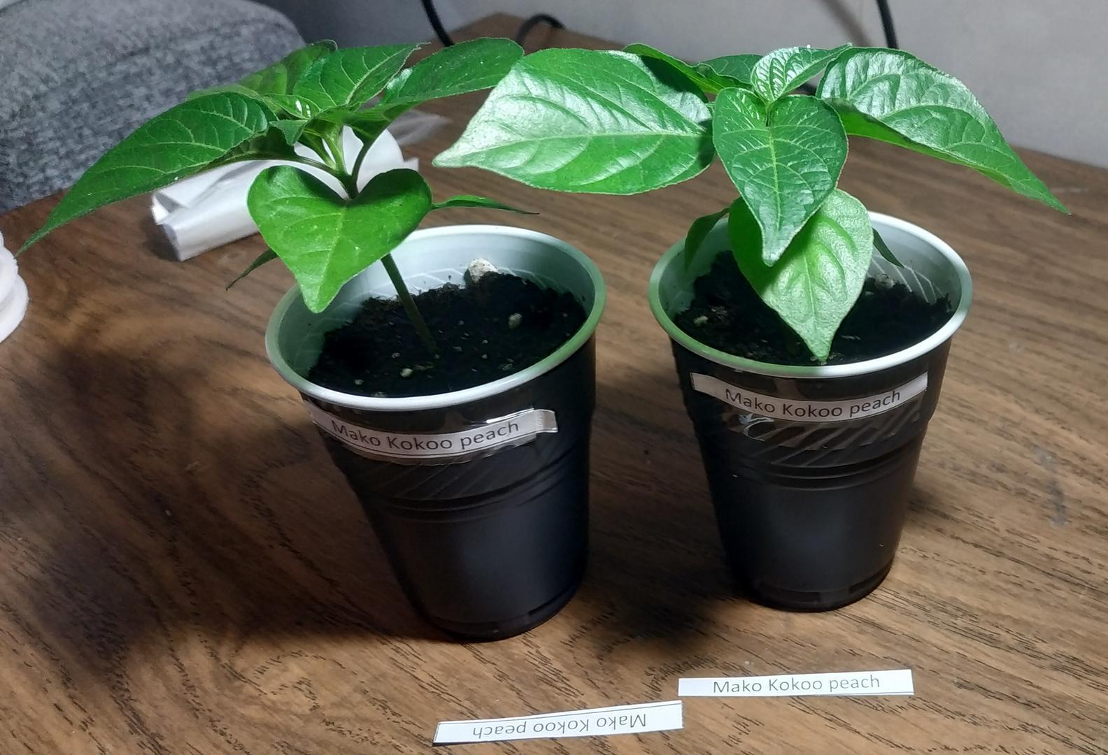 My second attempt to raise spicy ones - My, Hot peppers, Pepper farming, Report, Longpost