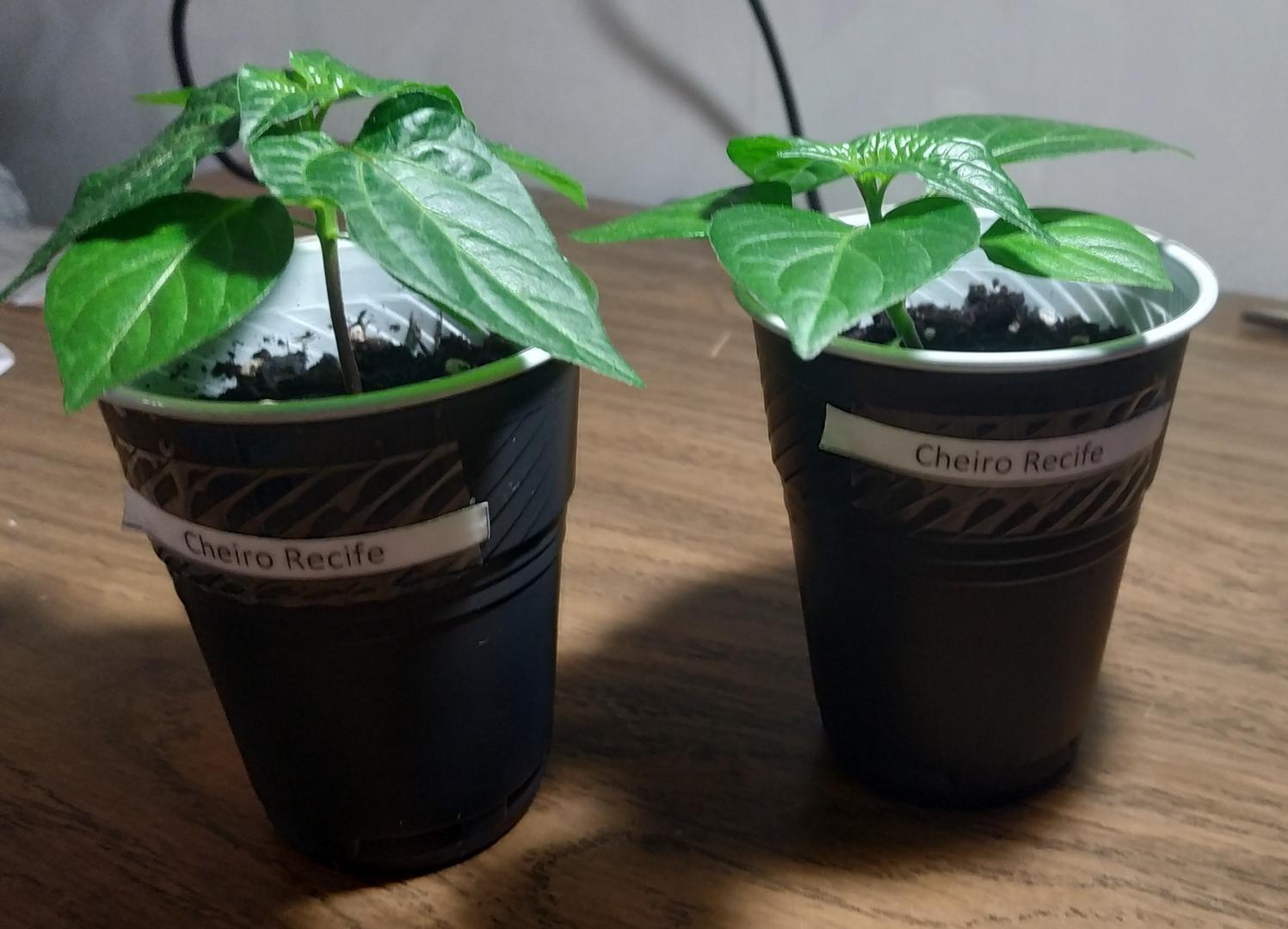 My second attempt to raise spicy ones - My, Hot peppers, Pepper farming, Report, Longpost