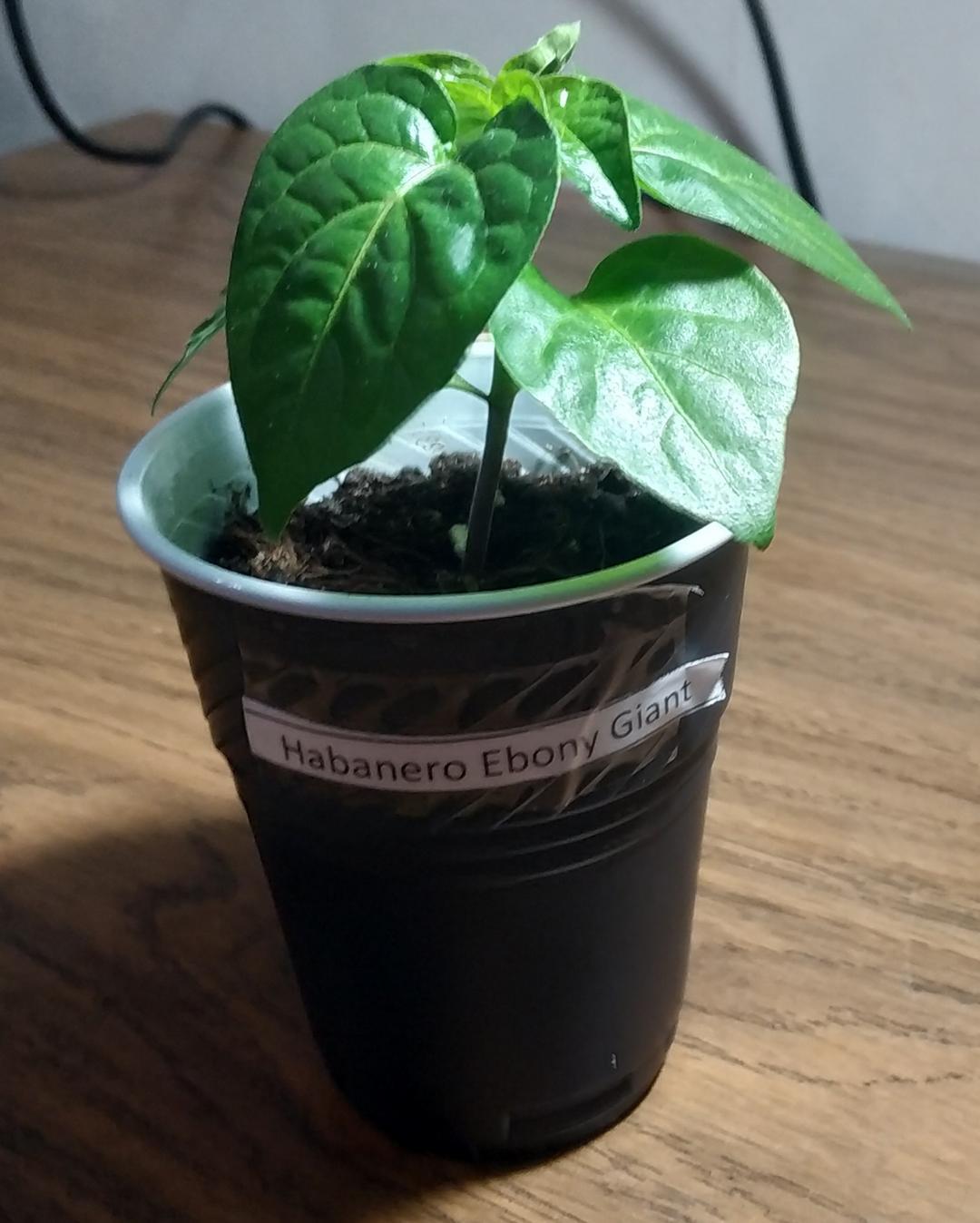 My second attempt to raise spicy ones - My, Hot peppers, Pepper farming, Report, Longpost