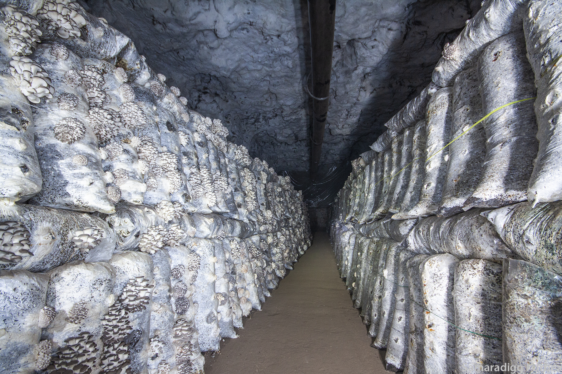 Giant strategic underground refrigerator in Samara! How long can he last without the cold? - My, Urbanphoto, Gallery, Refrigeration plant, Subway, Urbanfact, Urbanturism, Abandoned, Digger, Samara, Speleology, the USSR, Travel across Russia, Strategic reserve, Longpost, Yandex Zen