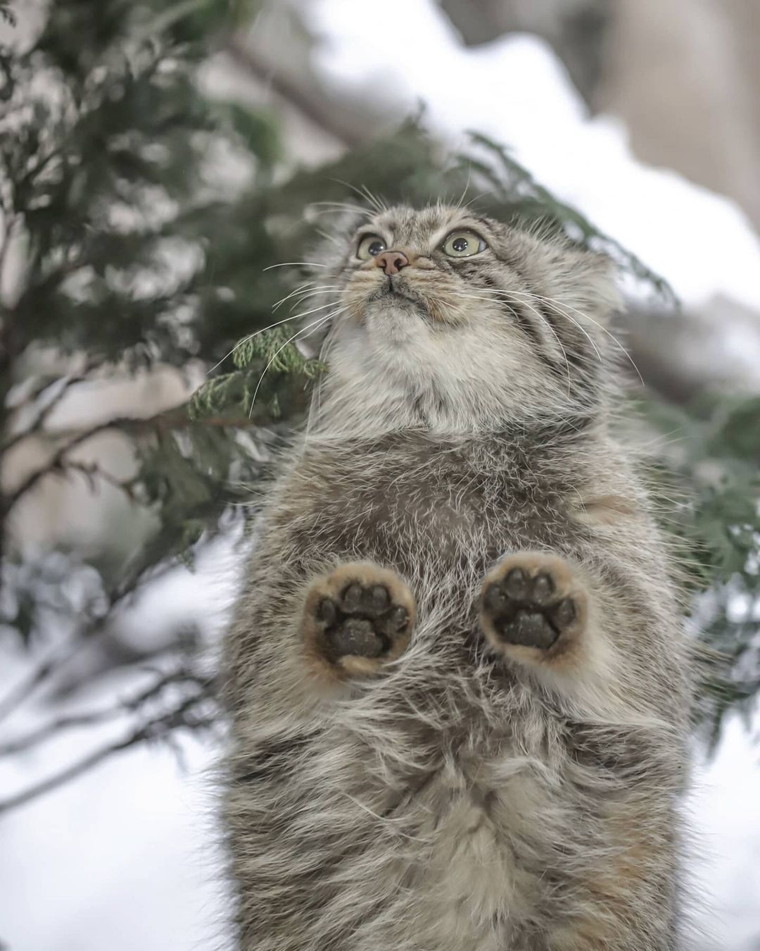 Woolen cat and its paws - Pallas' cat, Wild animals, Paws, Winter, Small cats