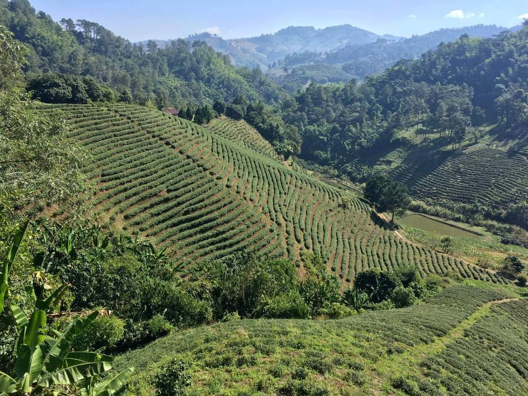 Tea plantations of northern Thailand - Thailand, Landscape, Rai, Tea, Plantation, Tea plantation, The photo, Longpost