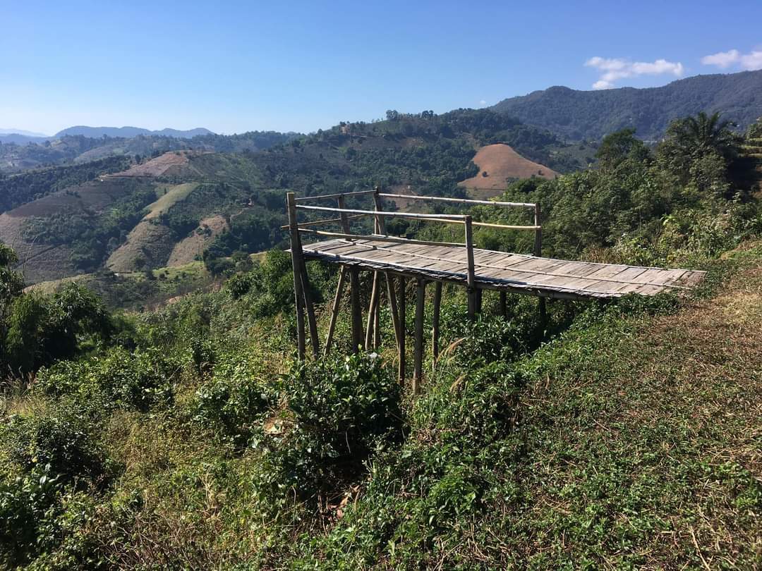 Tea plantations of northern Thailand - Thailand, Landscape, Rai, Tea, Plantation, Tea plantation, The photo, Longpost