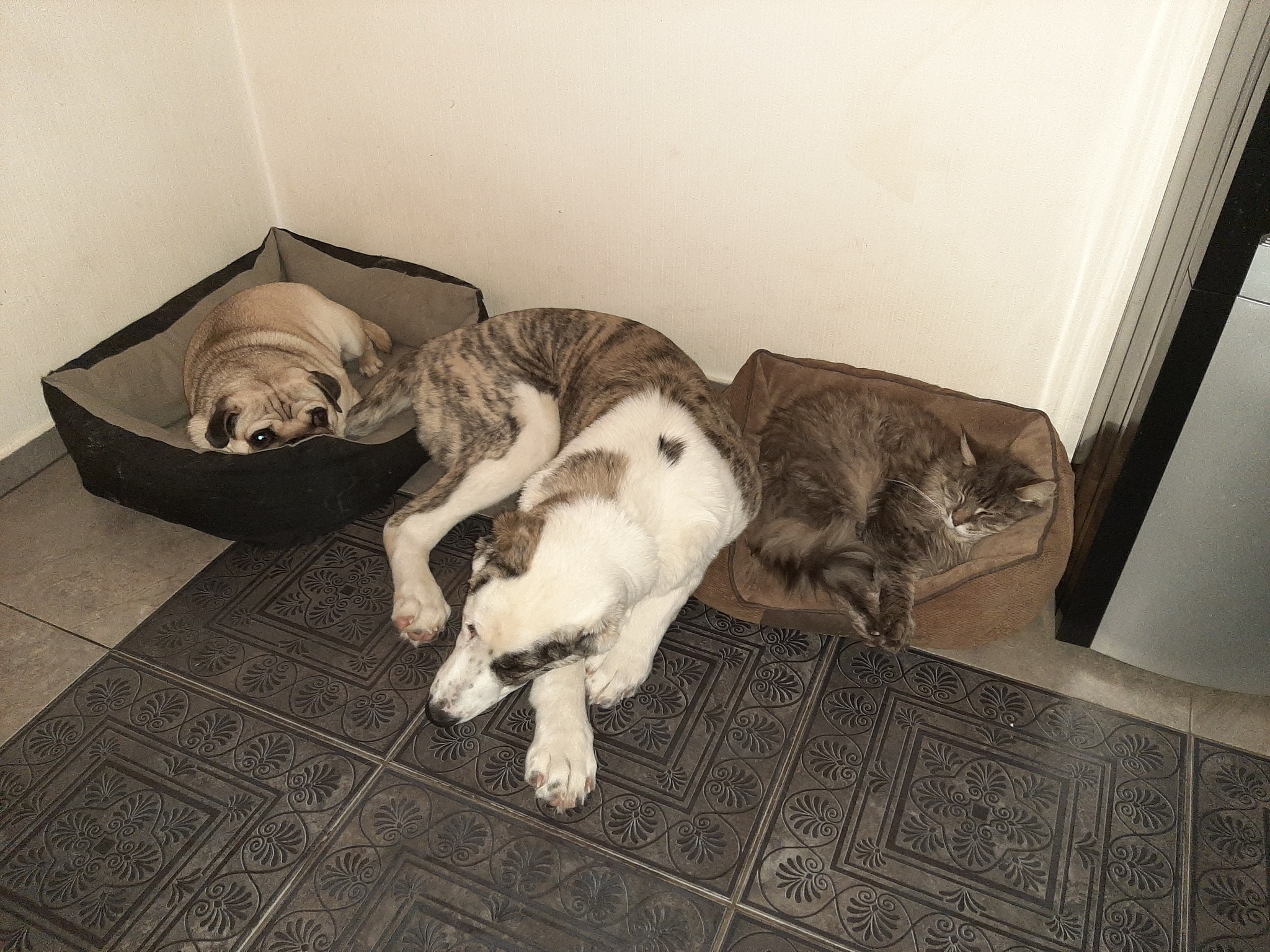 Someone didn't get a bed - My, Dog, Dream, The photo, cat, Pug