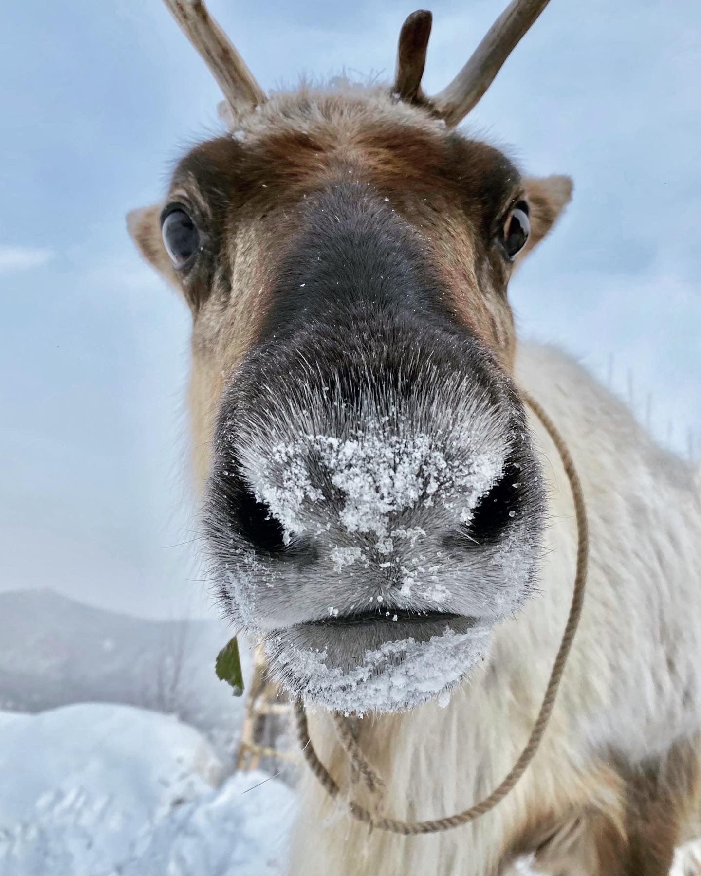 So that's what you are, server deer! - My, Deer, Kemerovo region - Kuzbass, Longpost