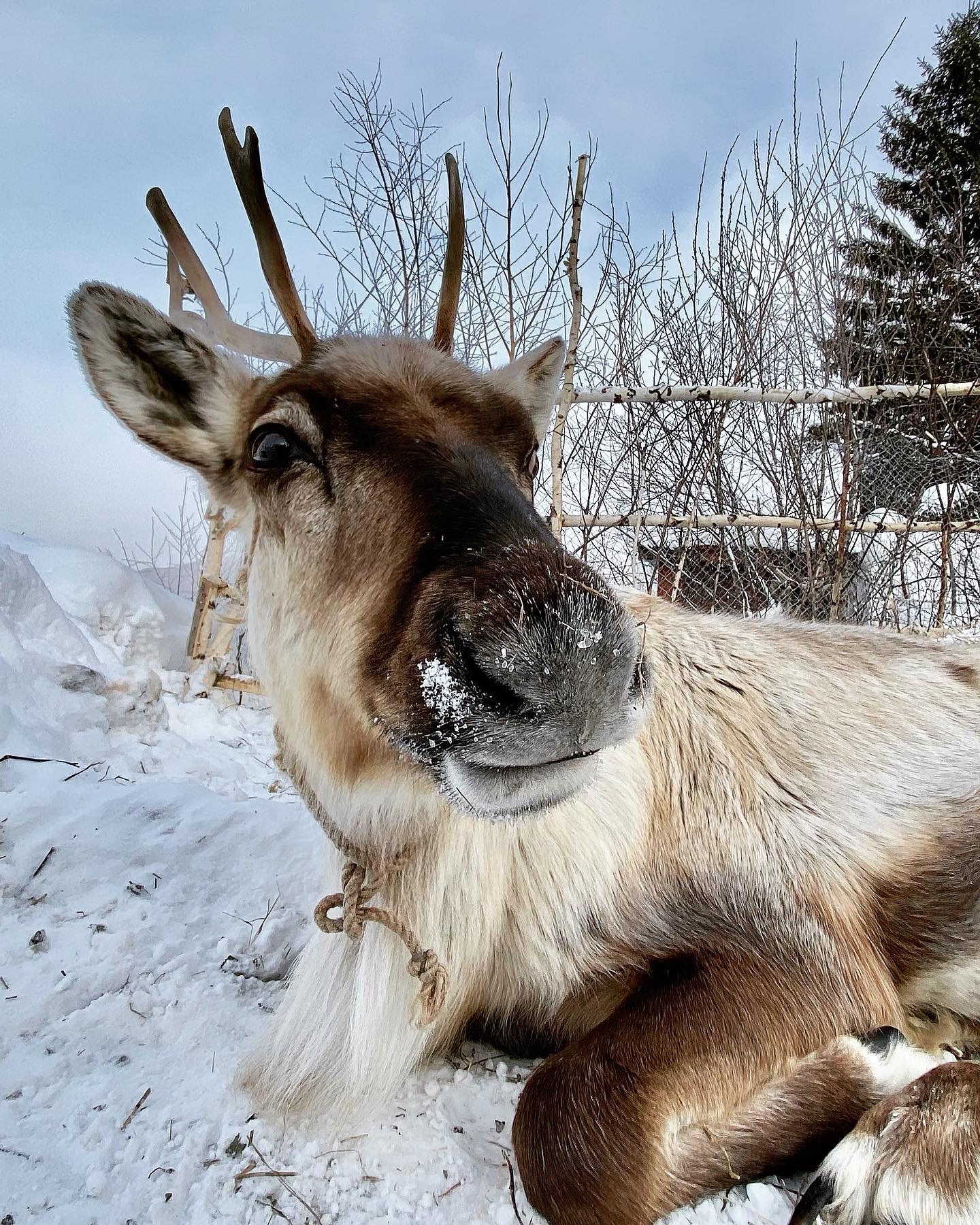 So that's what you are, server deer! - My, Deer, Kemerovo region - Kuzbass, Longpost