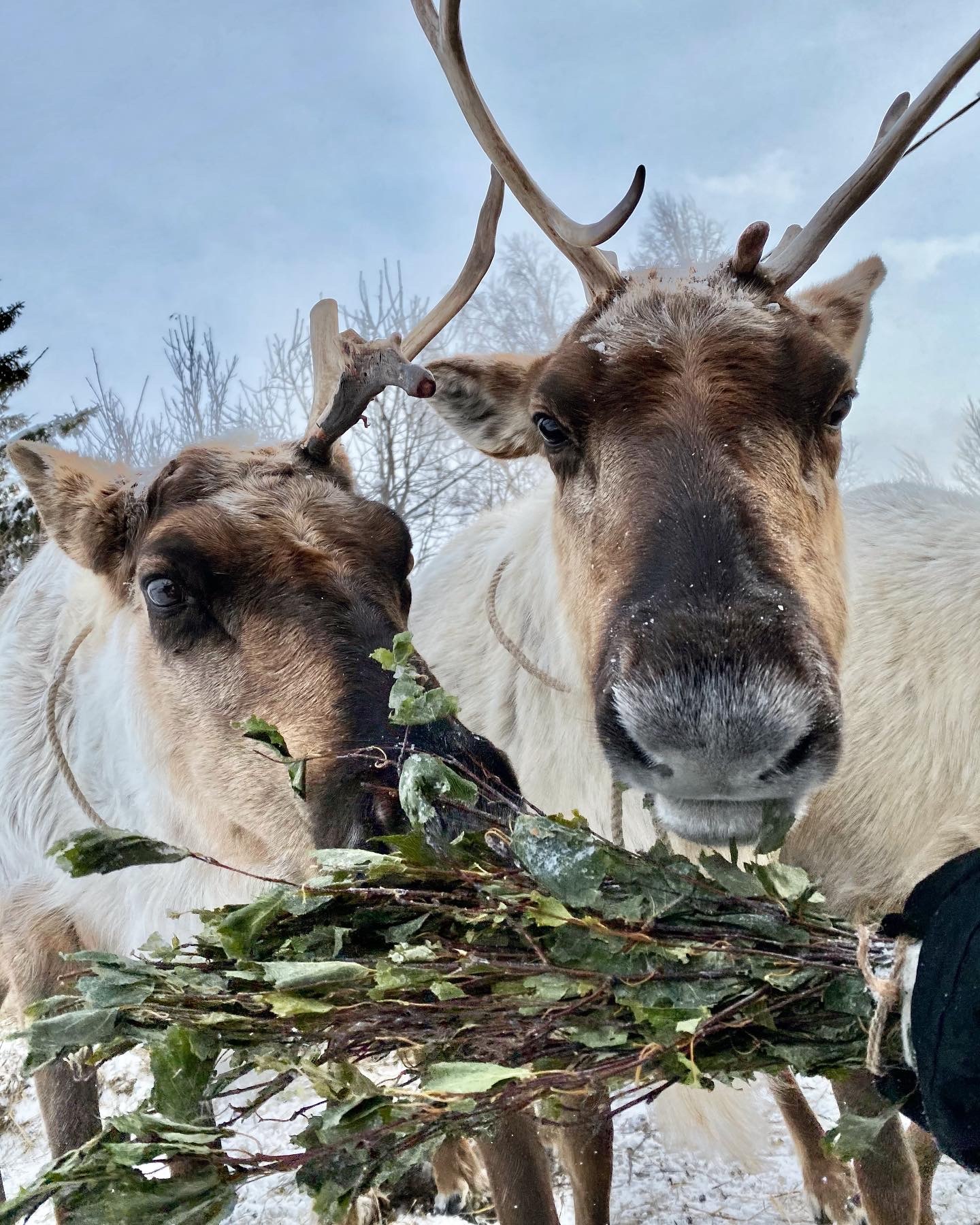 So that's what you are, server deer! - My, Deer, Kemerovo region - Kuzbass, Longpost