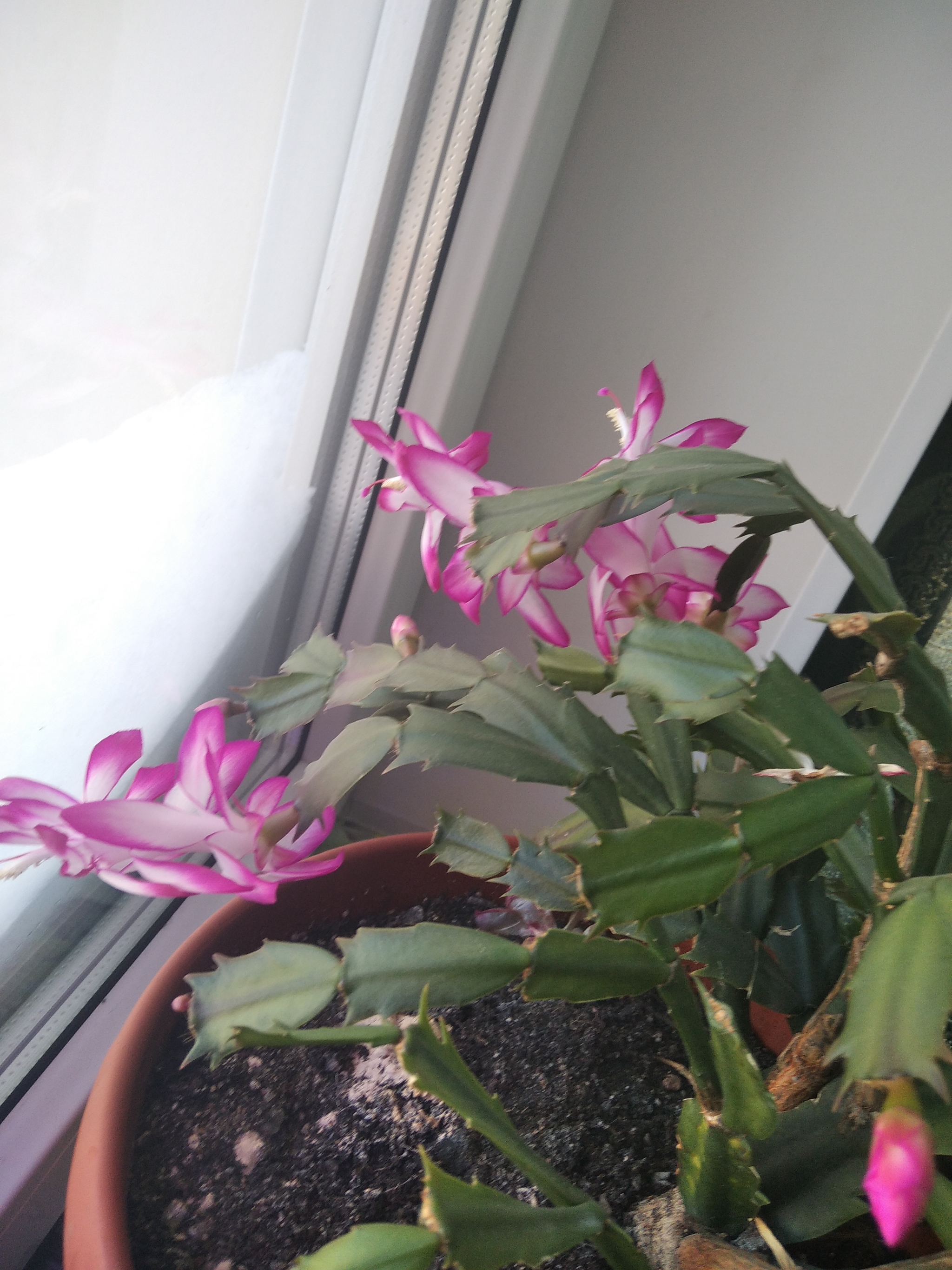 Reply to Schlumbergers post - My, Decembrist cactus, Bloom, Houseplants, Reply to post, Longpost