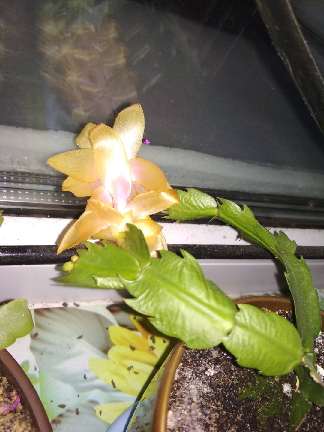 Reply to Schlumbergers post - My, Decembrist cactus, Bloom, Houseplants, Reply to post, Longpost