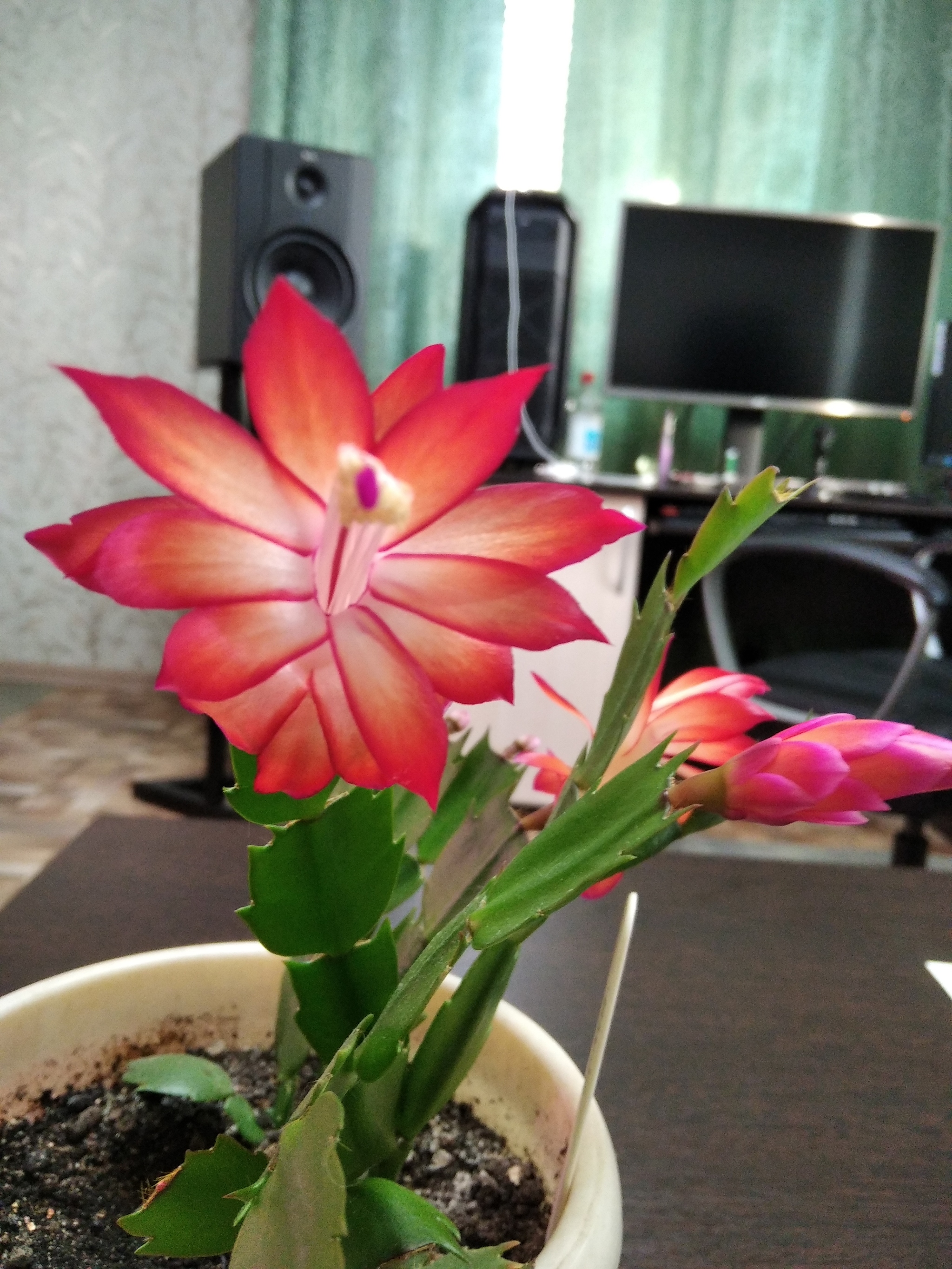 Reply to Schlumbergers post - My, Decembrist cactus, Bloom, Houseplants, Reply to post, Longpost