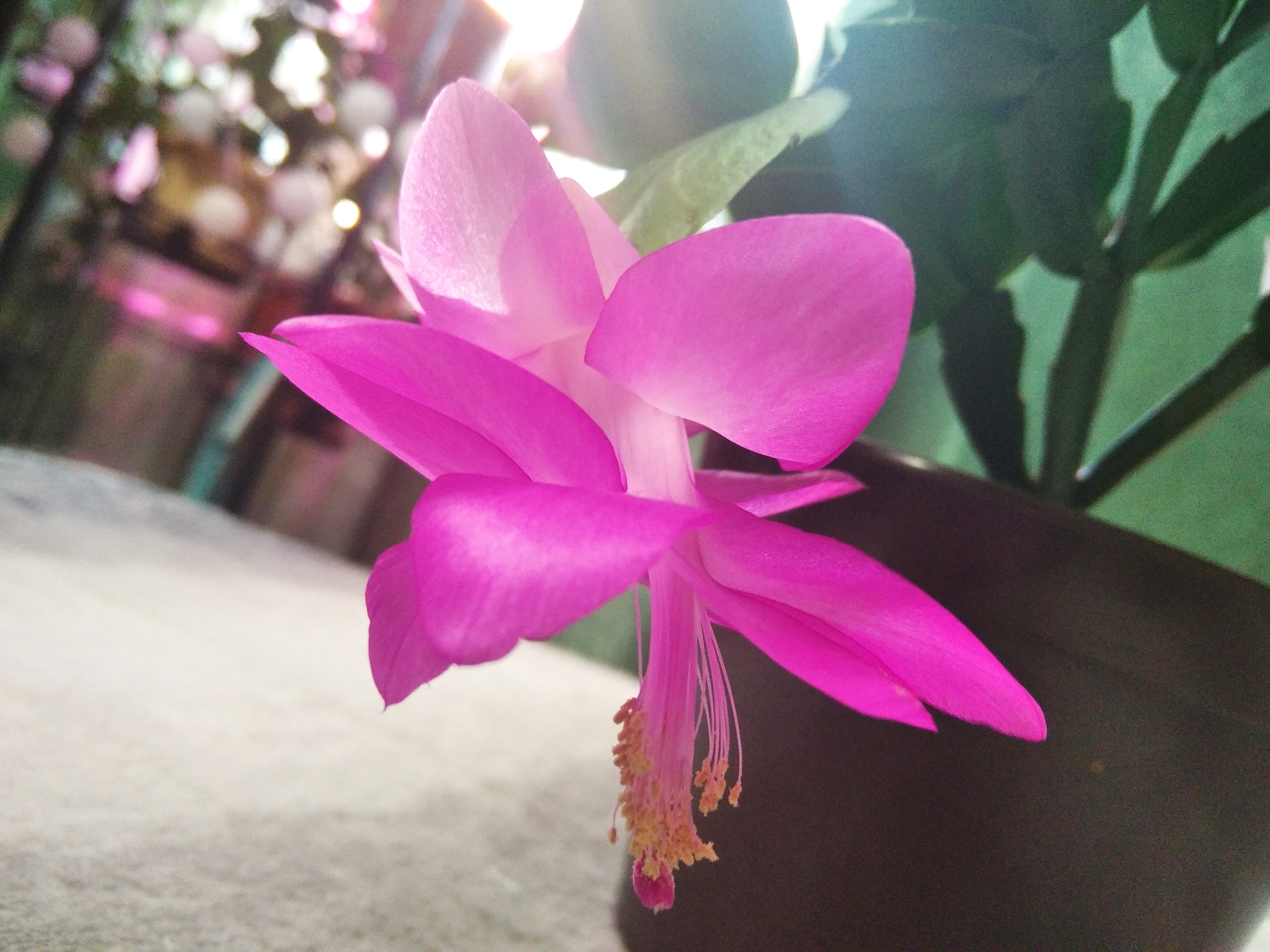 Reply to Schlumbergers post - My, Decembrist cactus, Bloom, Houseplants, Reply to post, Longpost