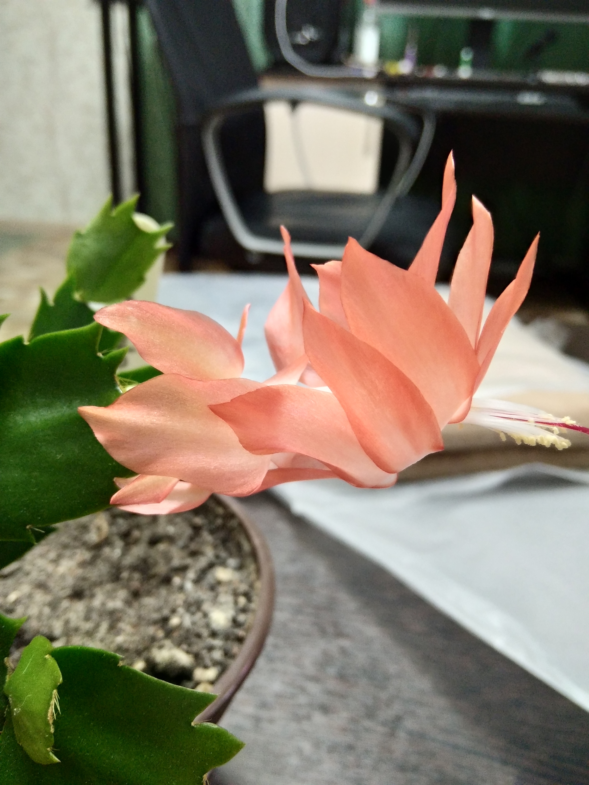 Reply to Schlumbergers post - My, Decembrist cactus, Bloom, Houseplants, Reply to post, Longpost