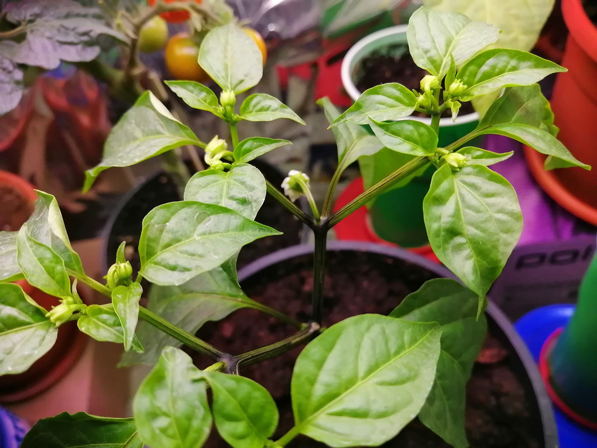 Peppers, tomatoes and more - My, Tomatoes, Hot peppers, Growing, Longpost