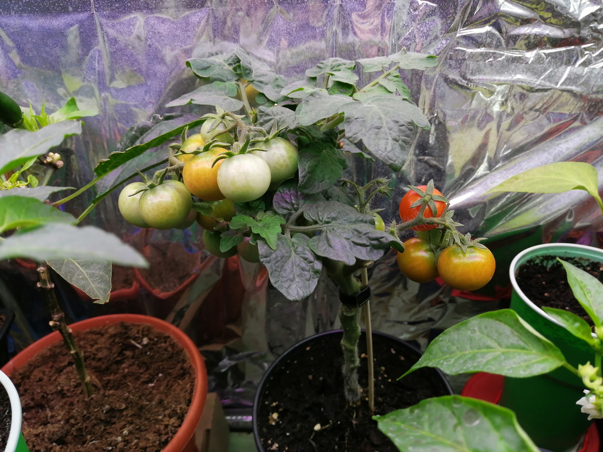 Peppers, tomatoes and more - My, Tomatoes, Hot peppers, Growing, Longpost